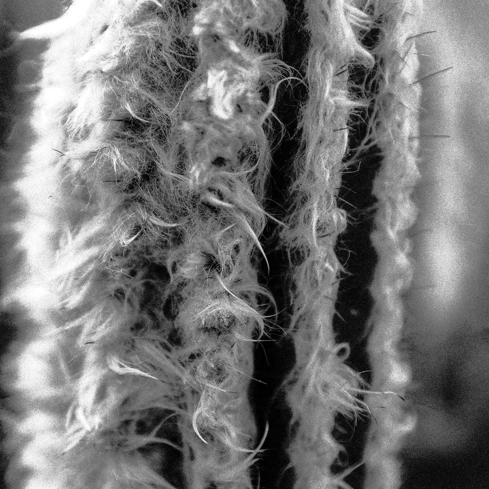 Pilosocereus leucocephalus.jpg