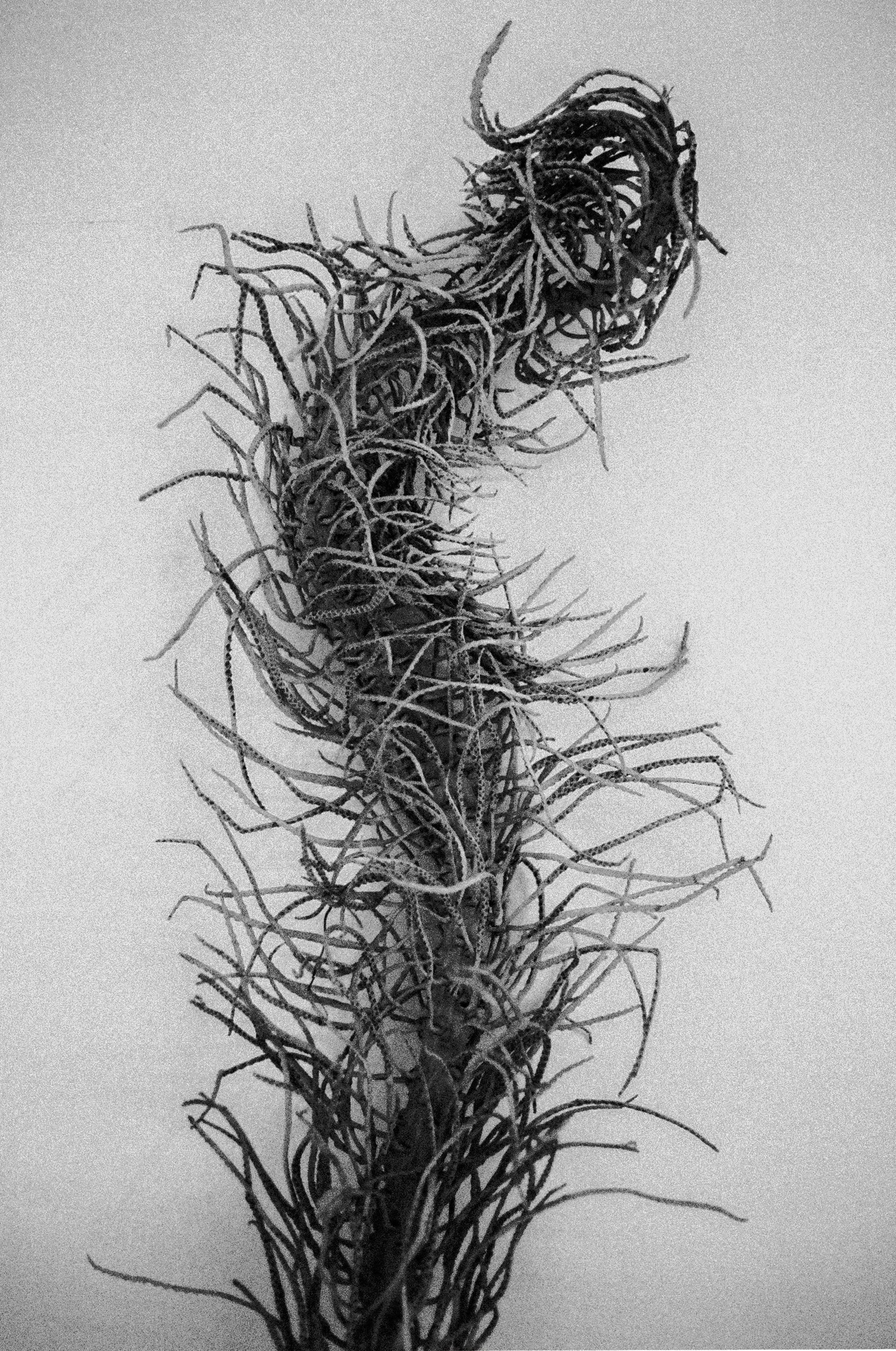 Spanish Moss.jpg