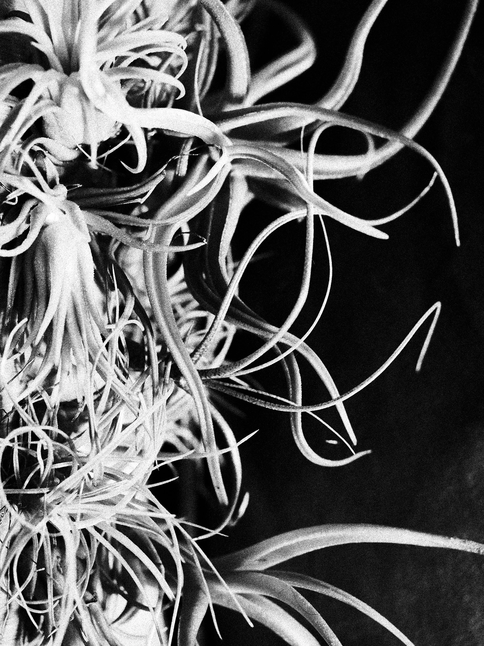 Tillandsia Plant.jpg
