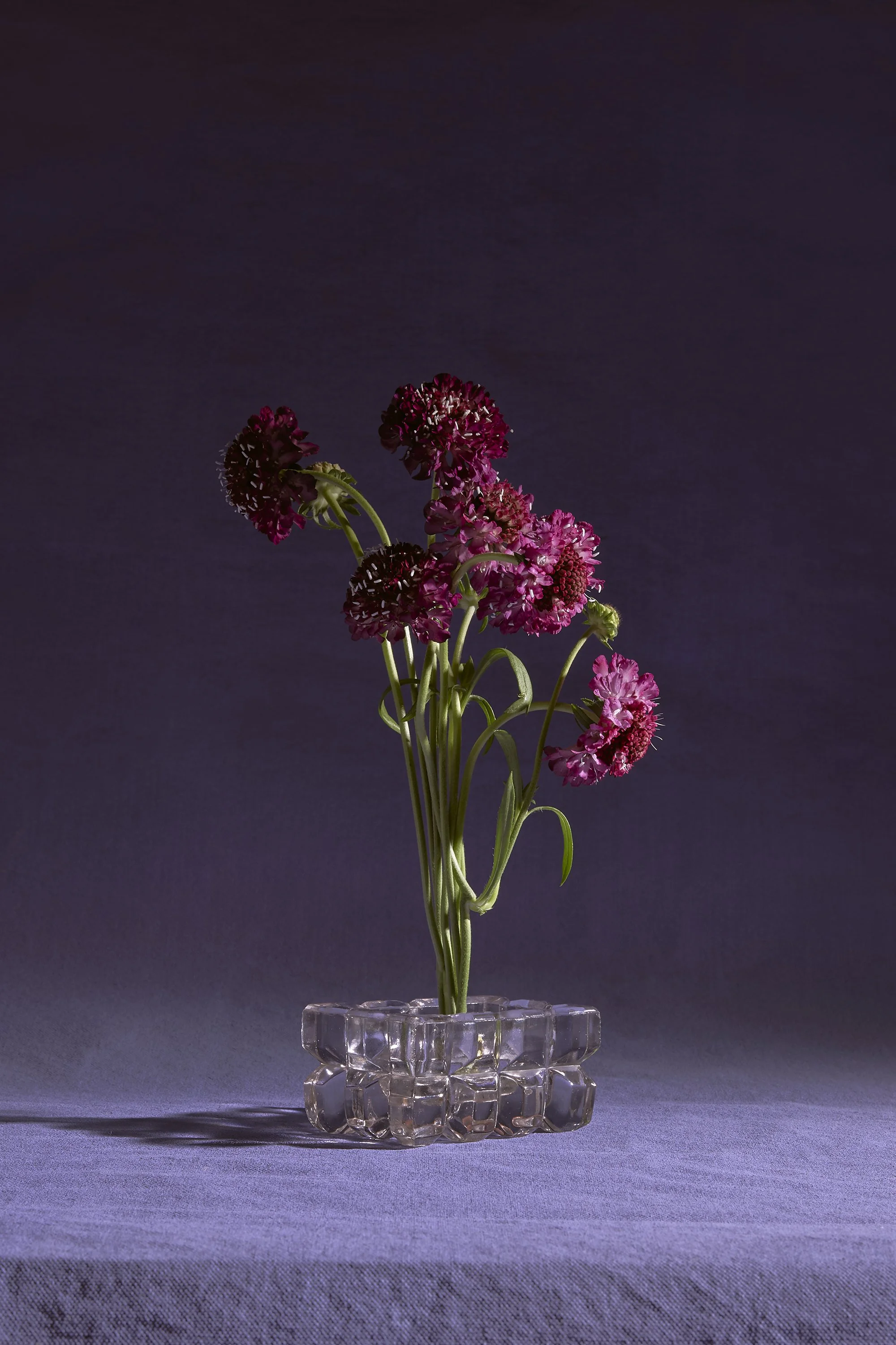 LILAC & PINK .jpg