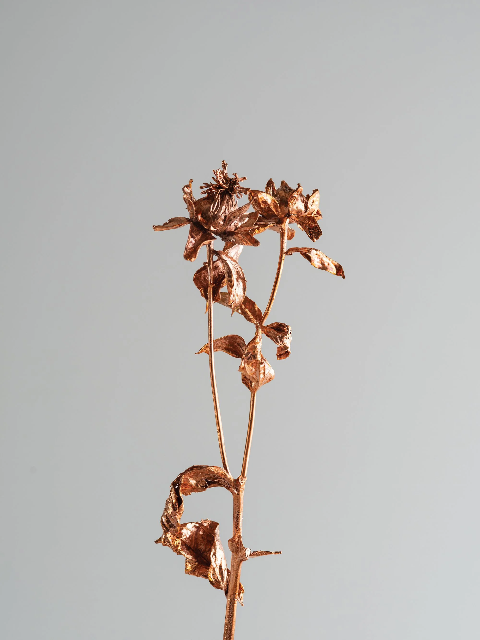 Untitled, 2024, copper-plated dry safflower, 26x10x5.jpg