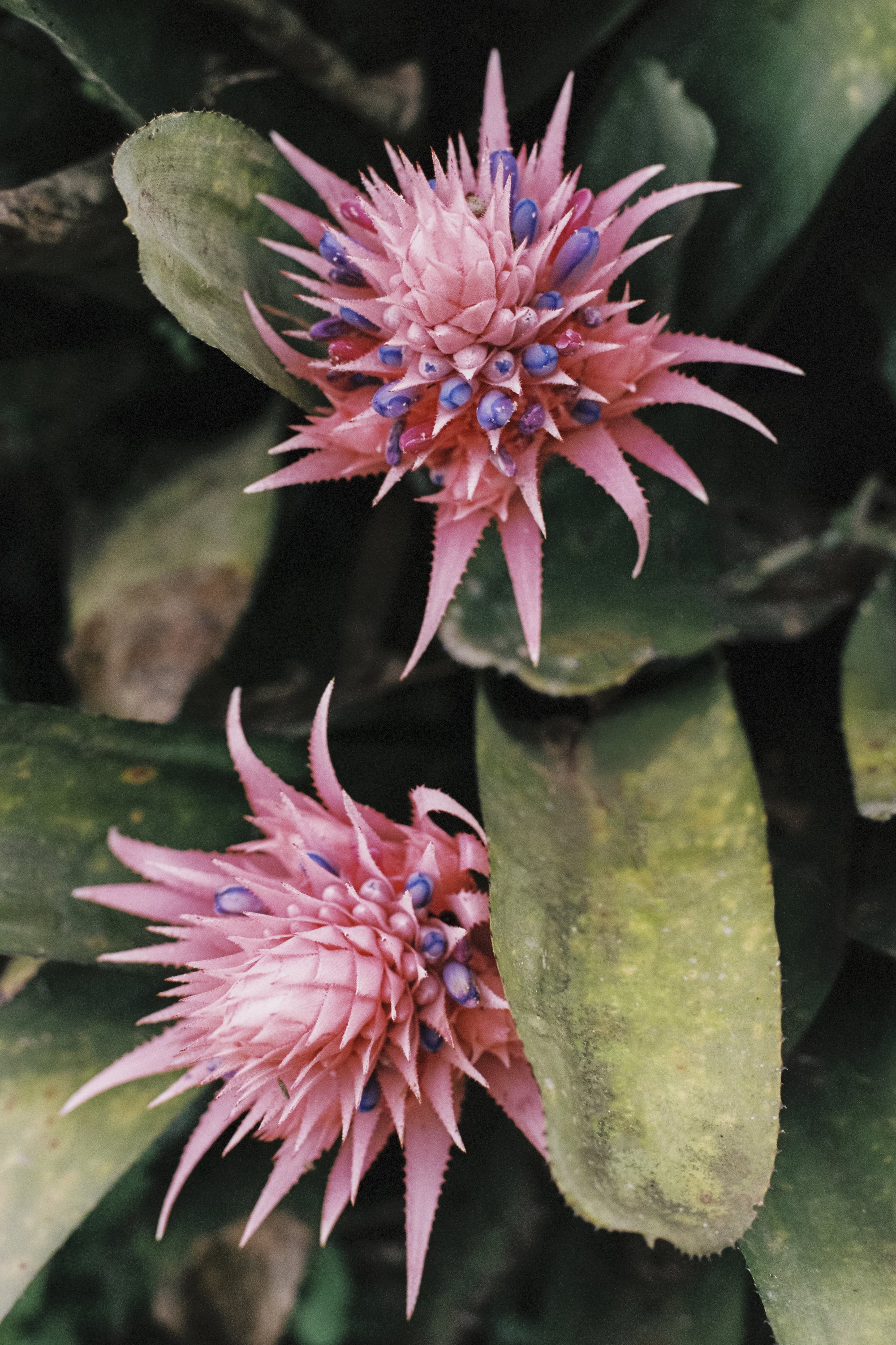 paulavguisande_flora_5.jpg
