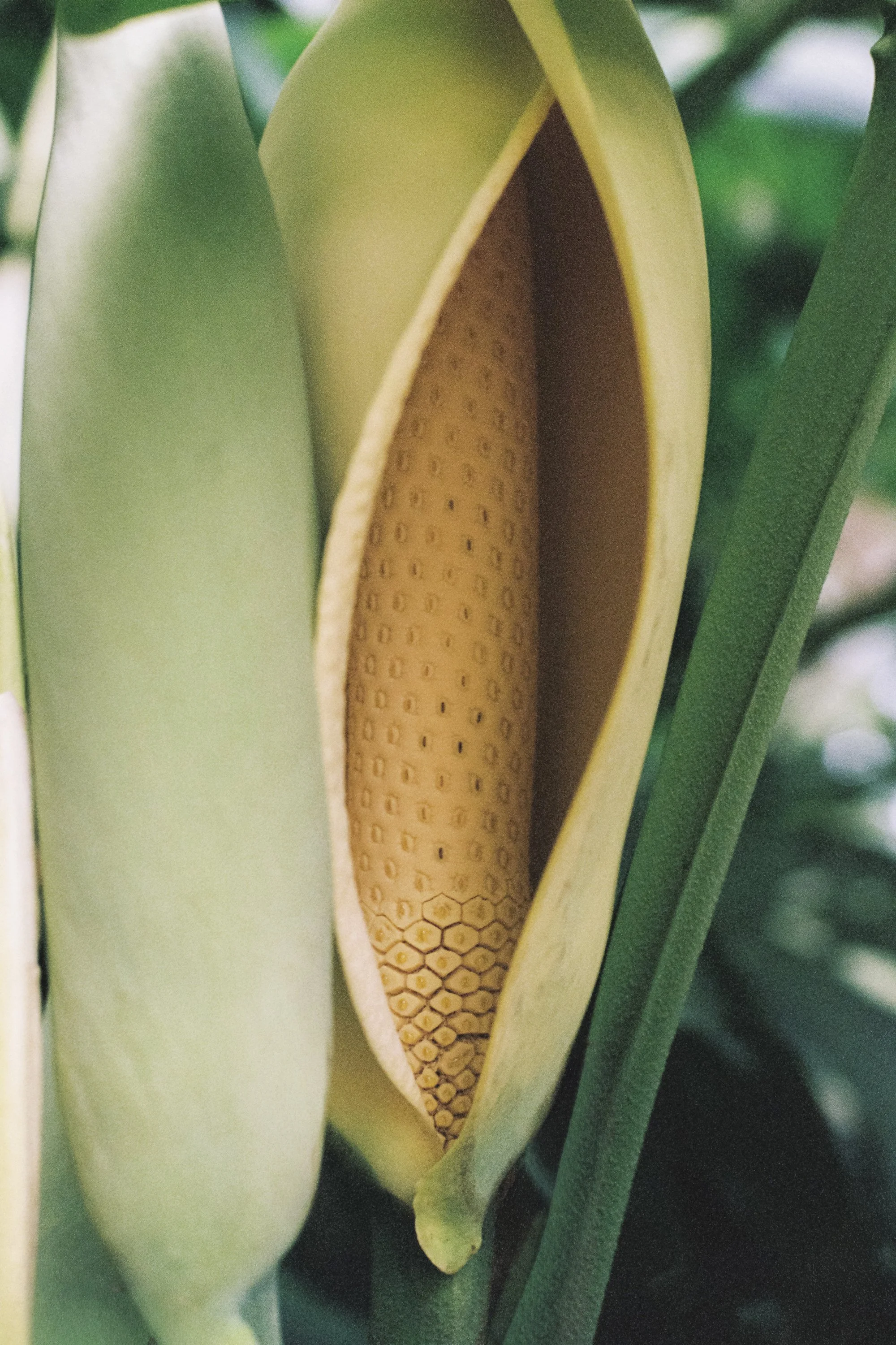 paulavguisande_flora_10.jpg