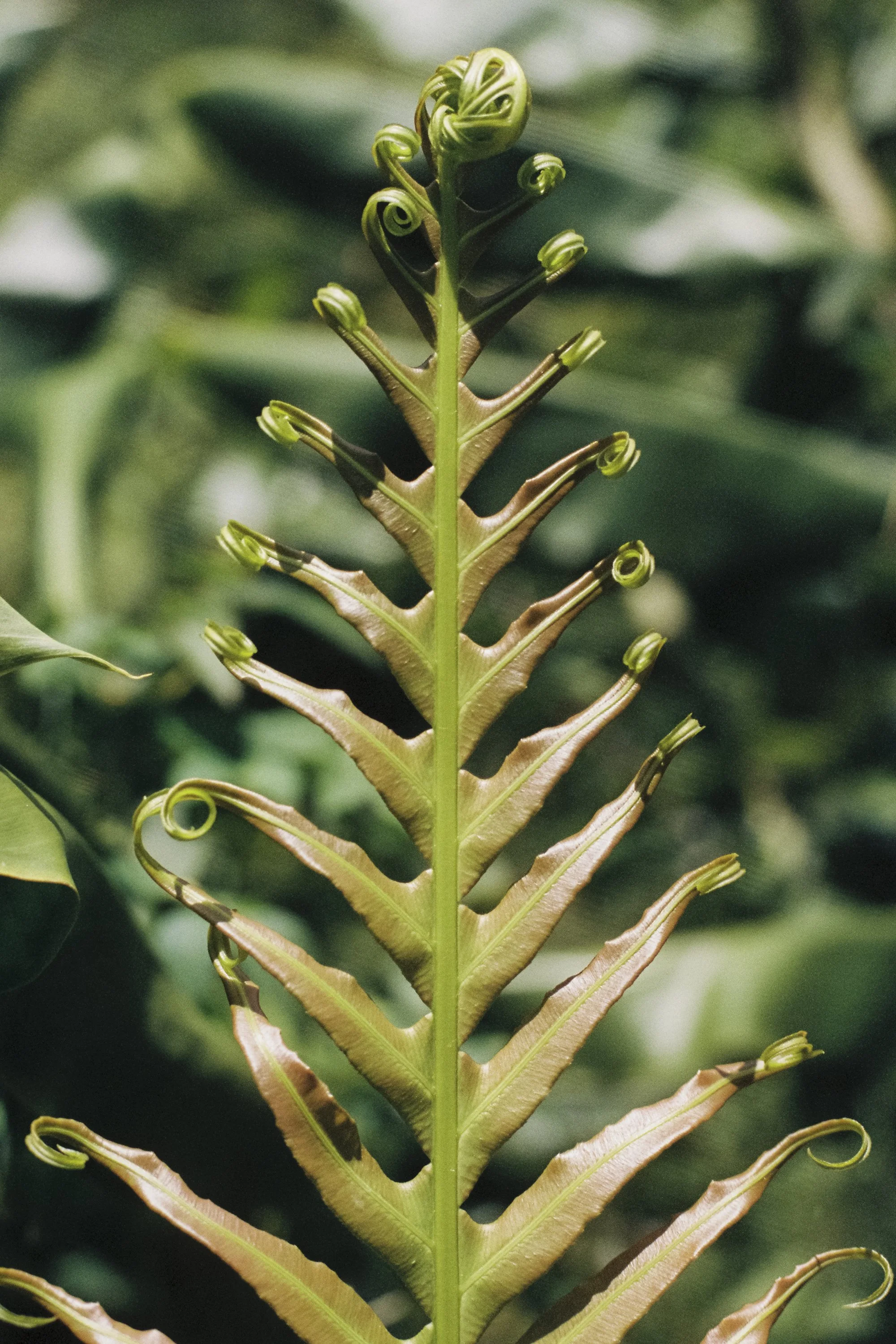 paulavguisande_flora_2.jpg