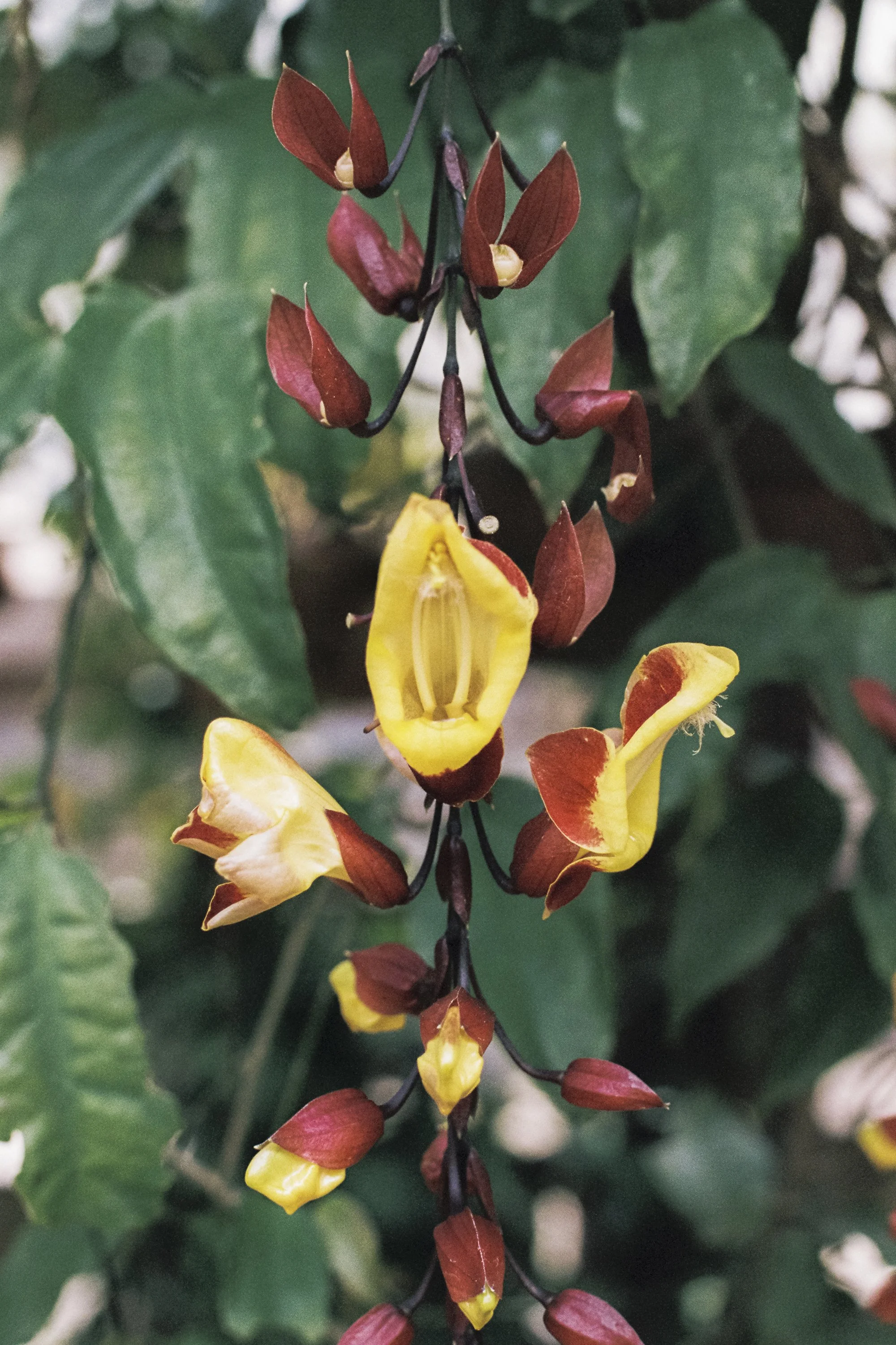 paulavguisande_flora_4.jpg