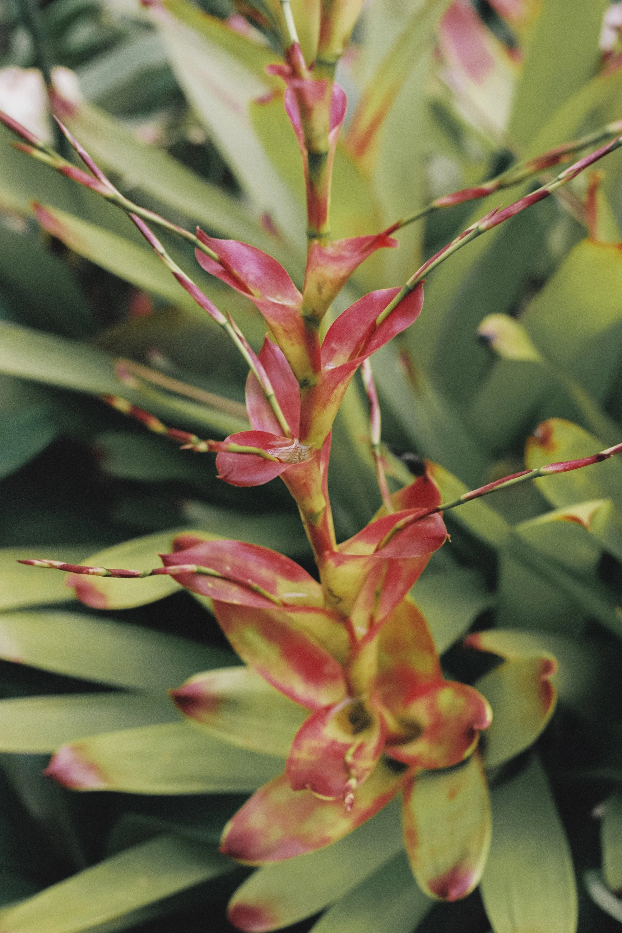 paulavguisande_flora_7.jpg
