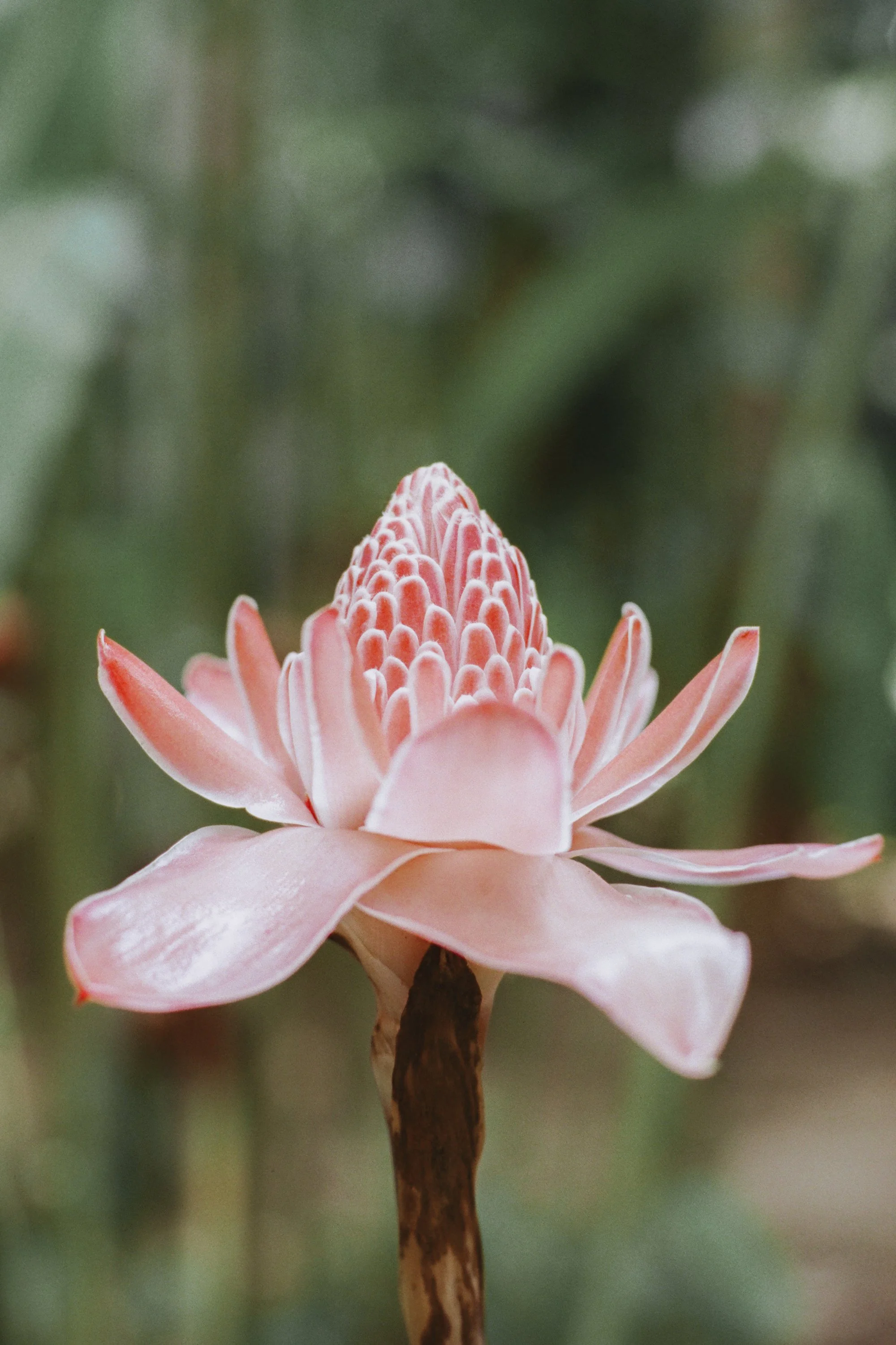 paulavguisande_flora_18.jpg