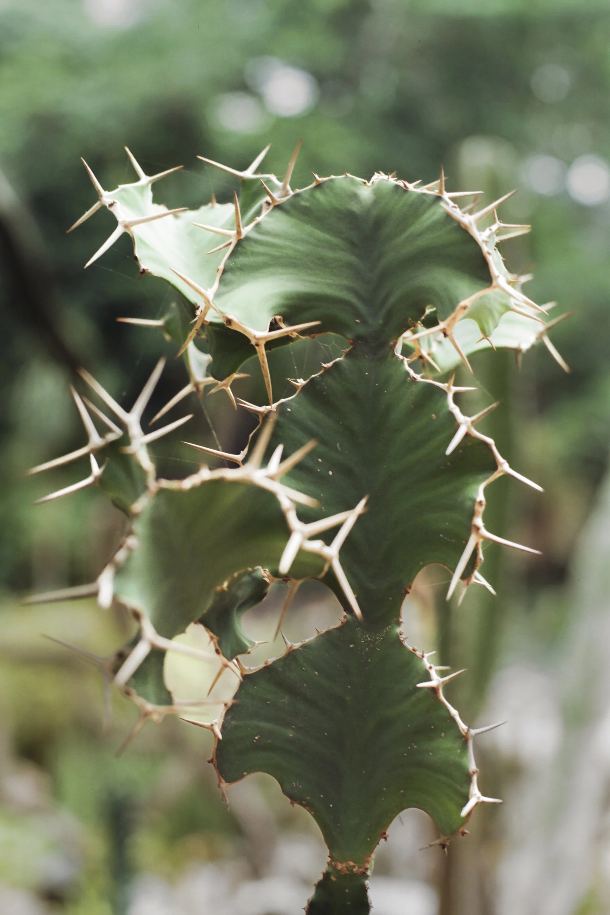 paulavguisande_flora_14.jpg