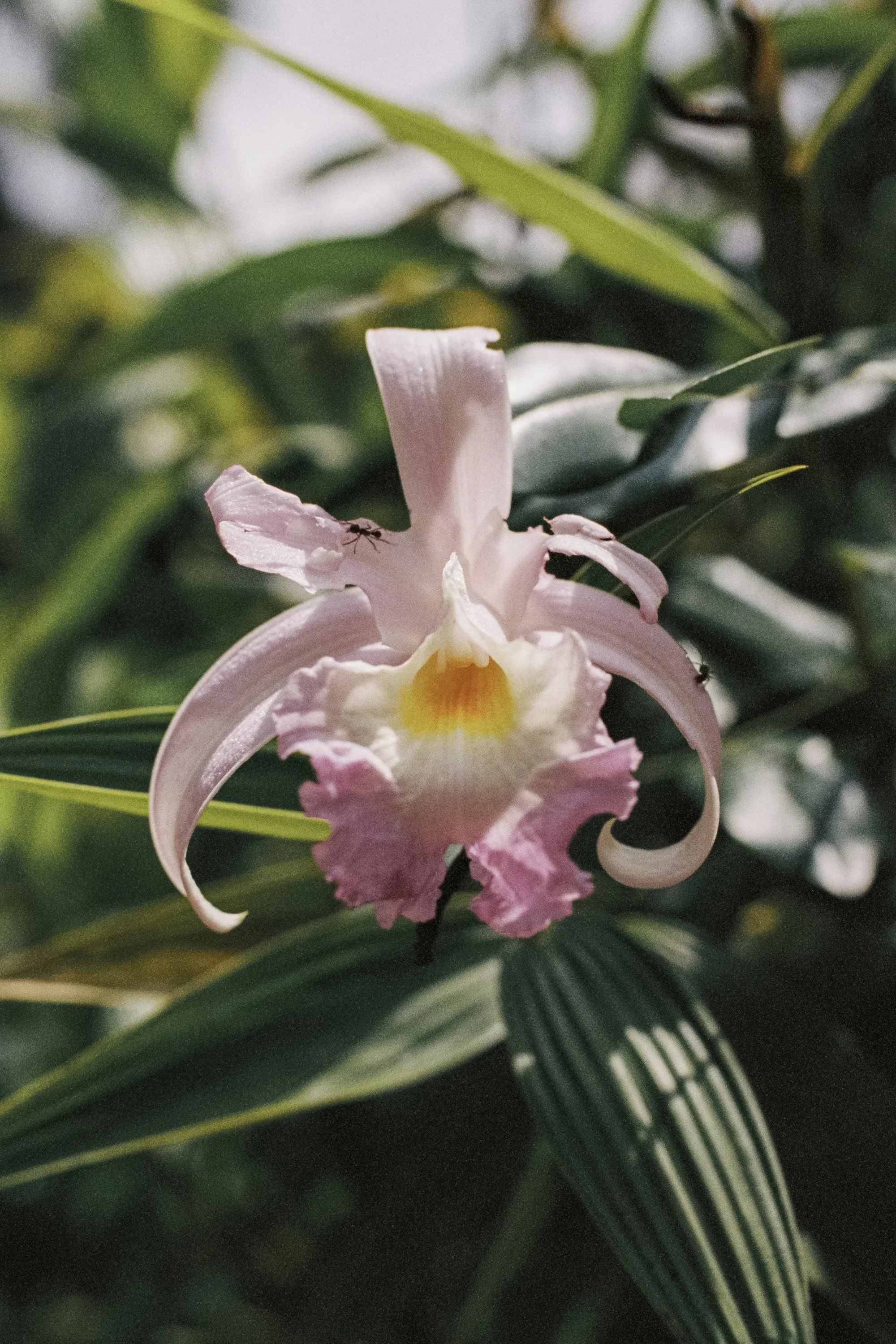 paulavguisande_flora_6.jpg