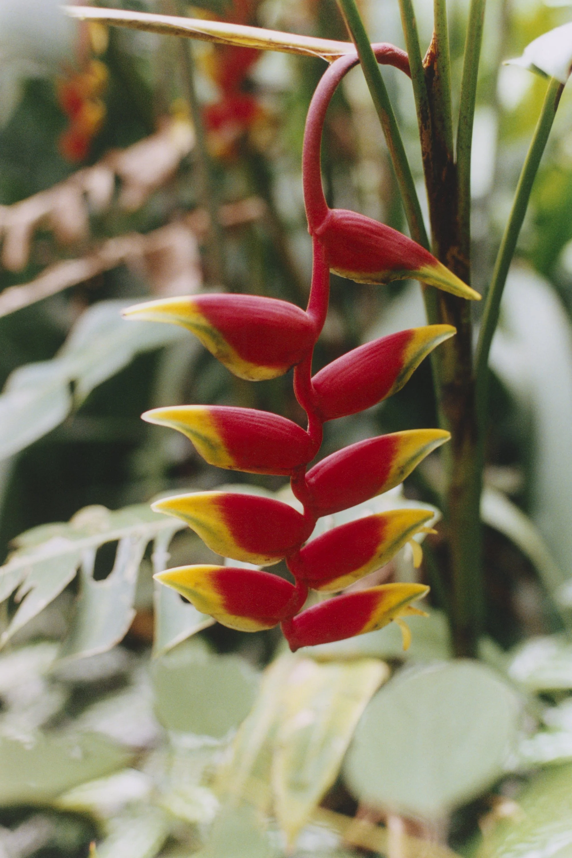 paulavguisande_flora_23.jpg