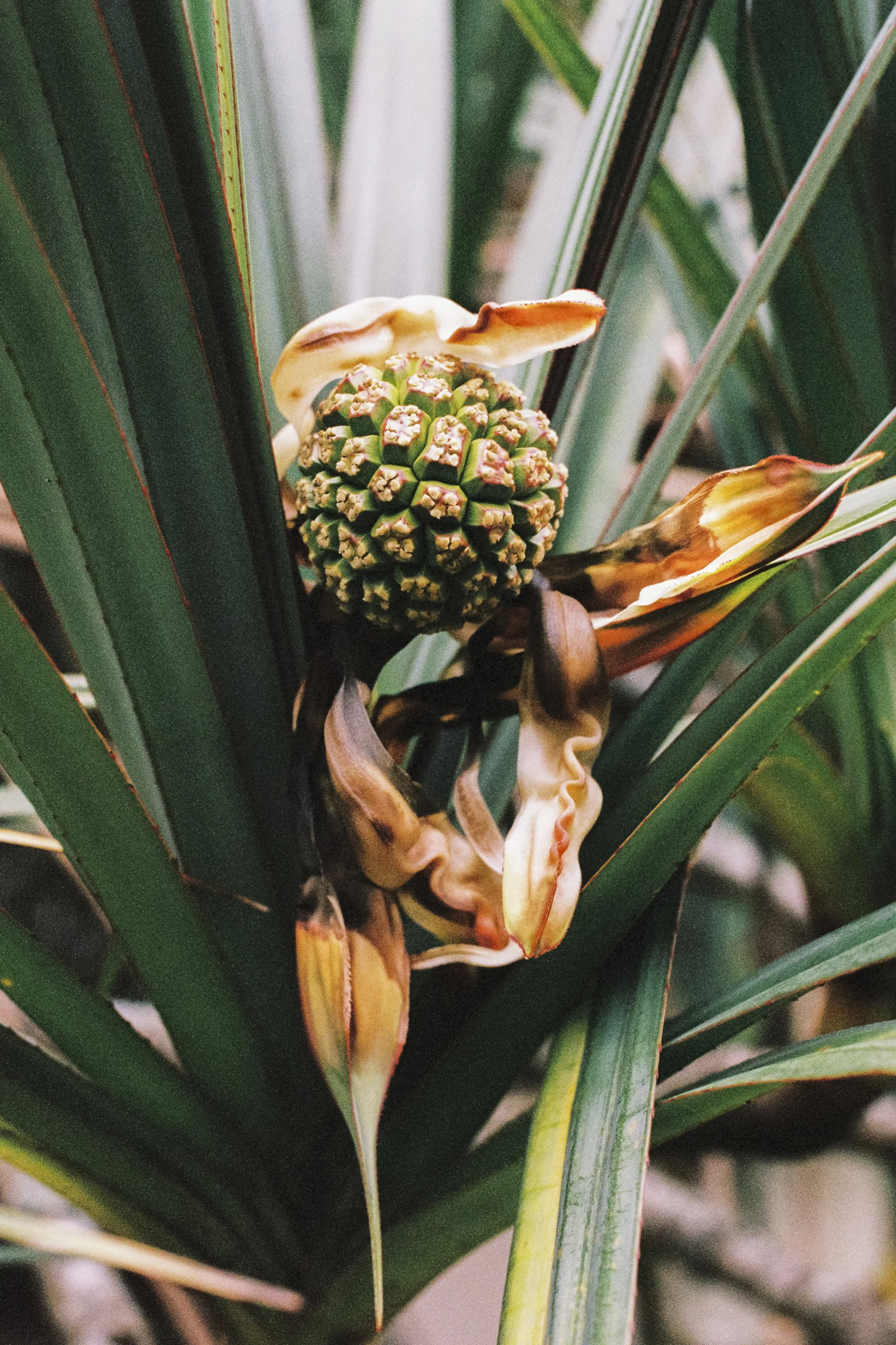 paulavguisande_flora_11.jpg