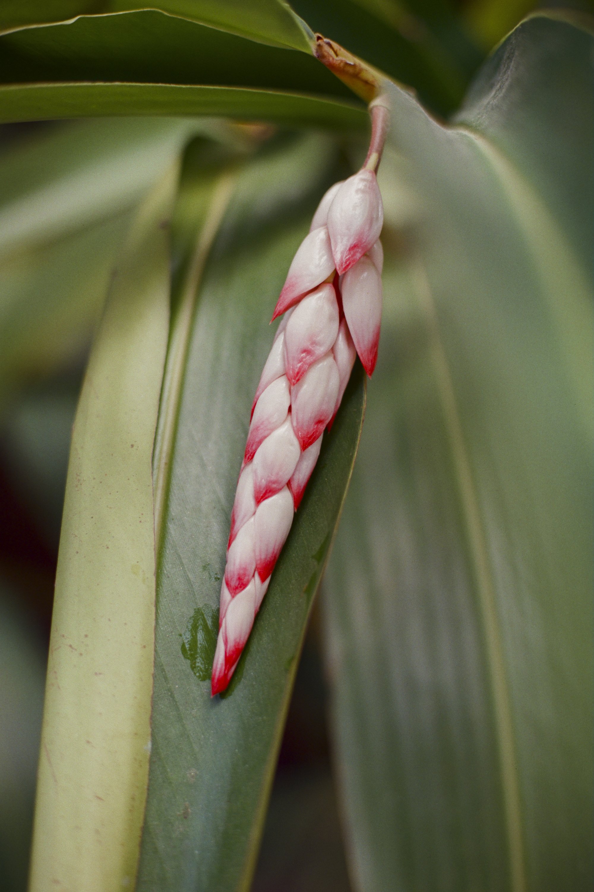 paulavguisande_flora_16.jpg
