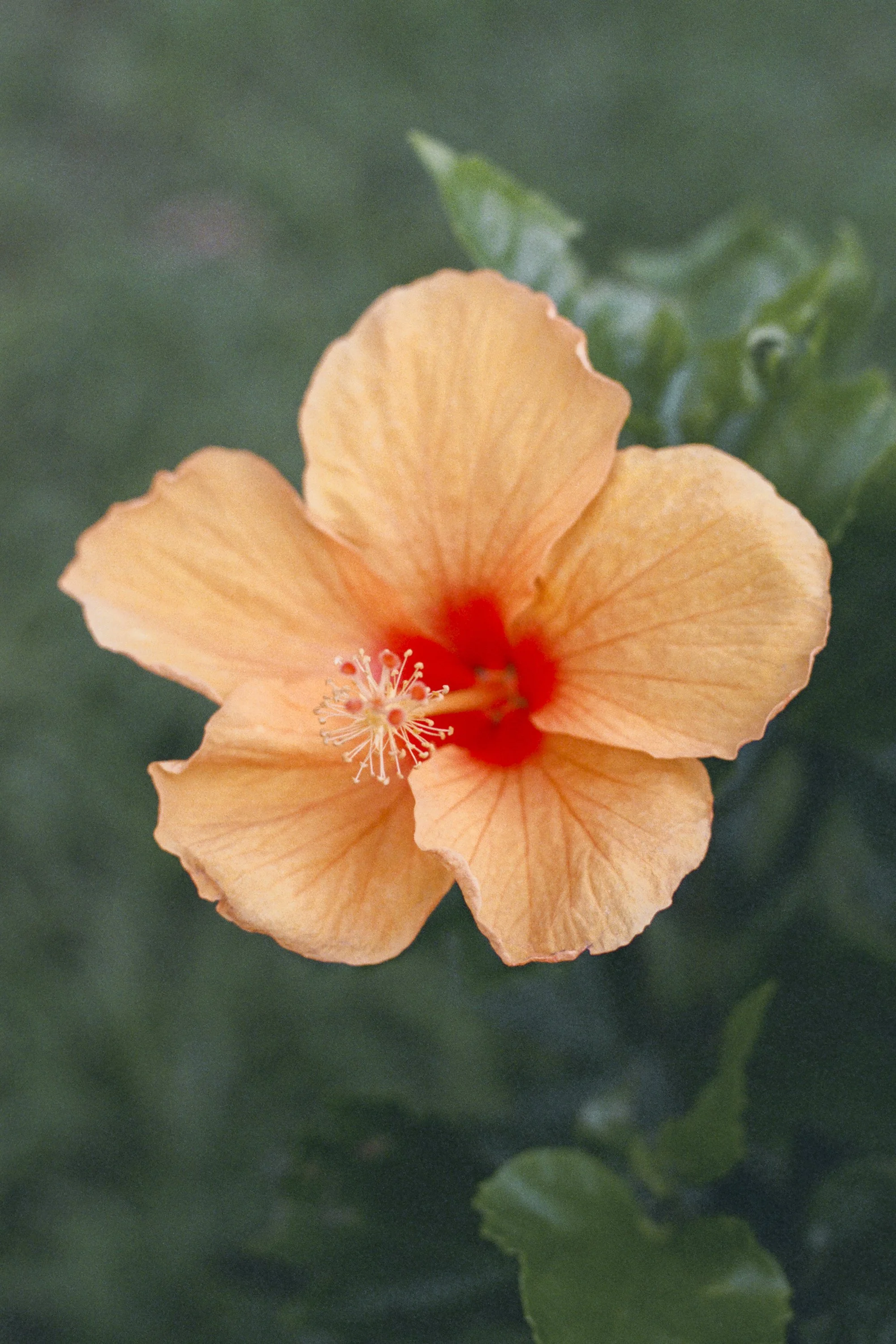 paulavguisande_flora_19.jpg