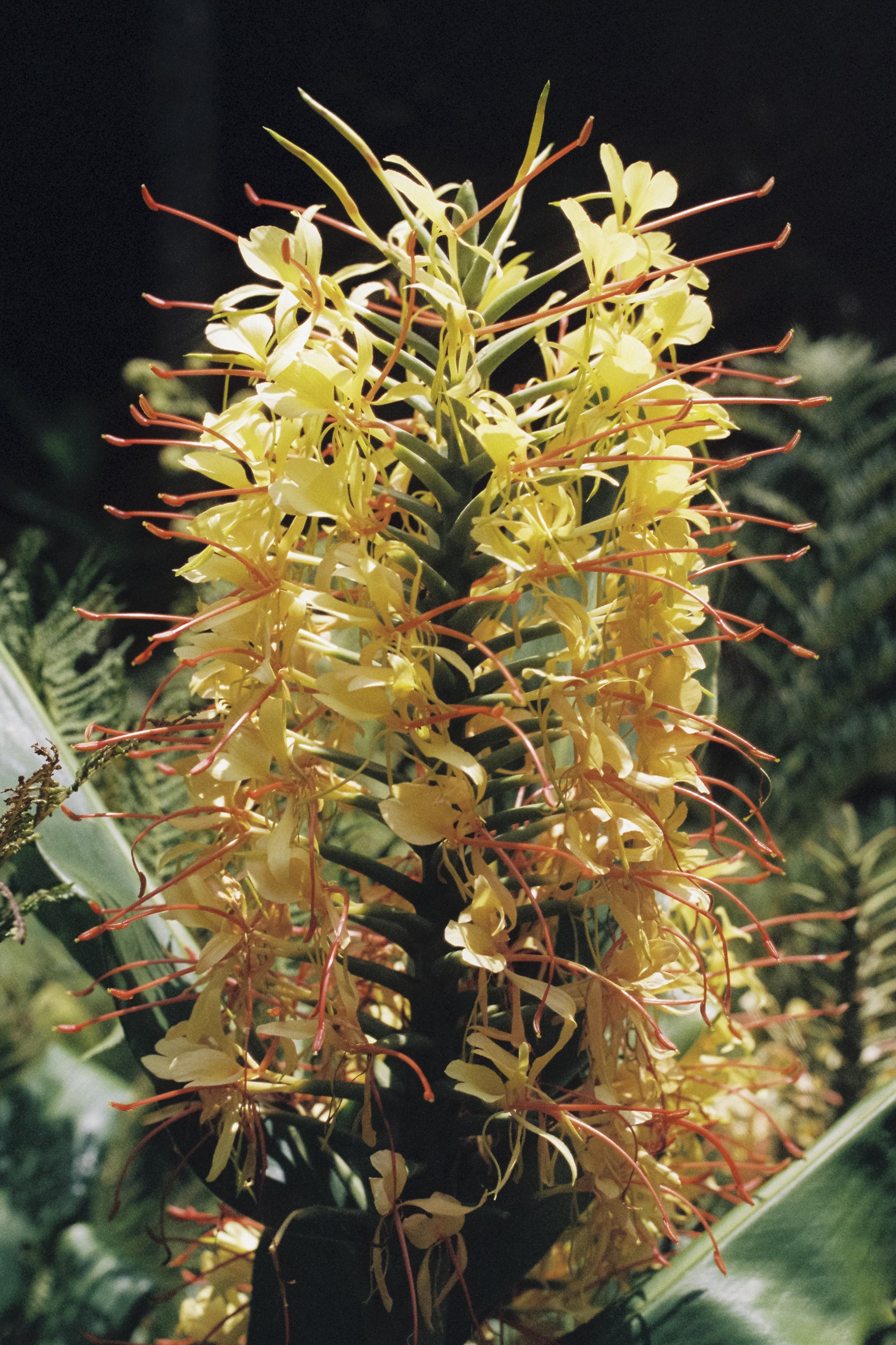 paulavguisande_flora_1.jpg