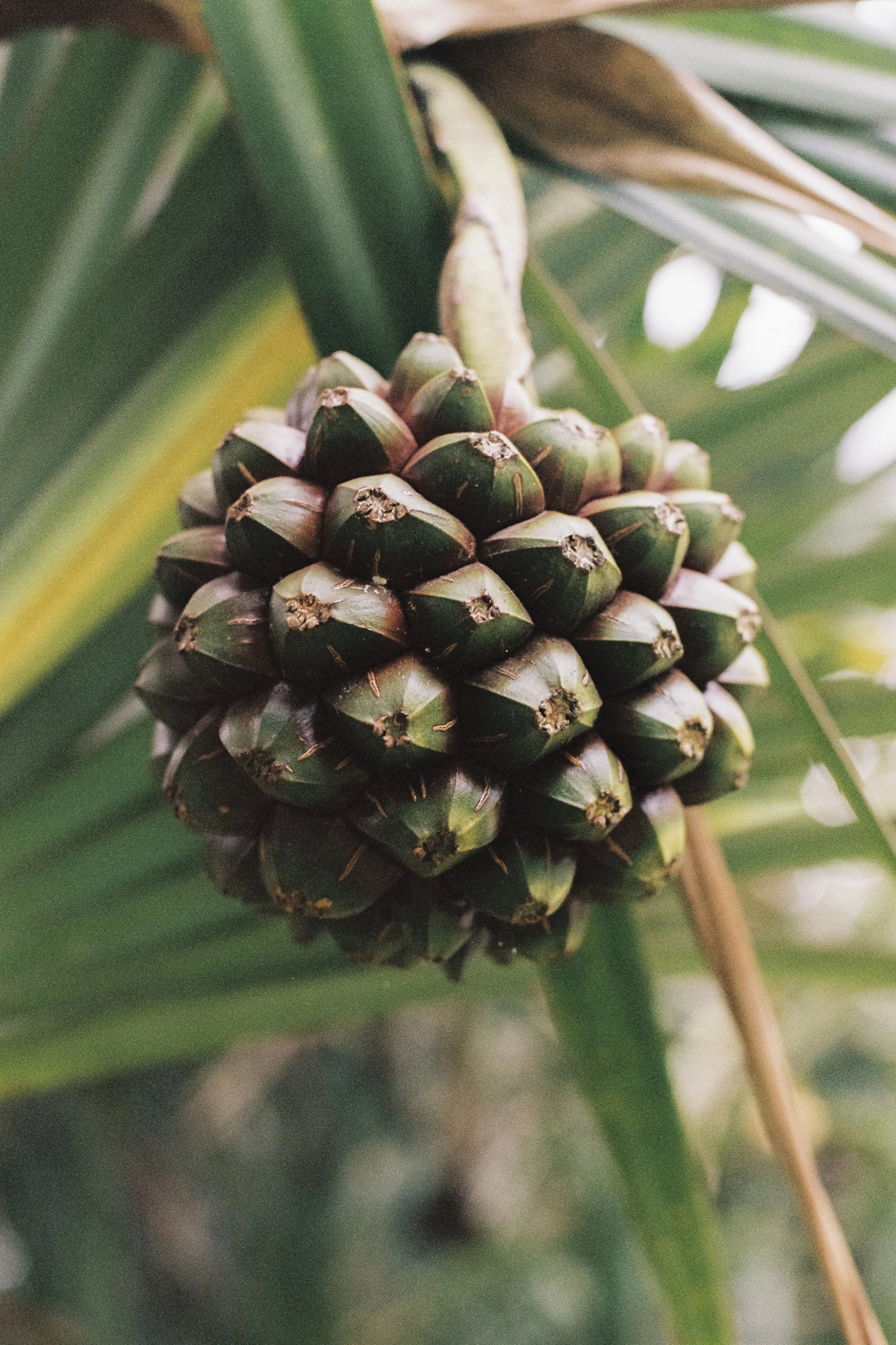 paulavguisande_flora_12.jpg