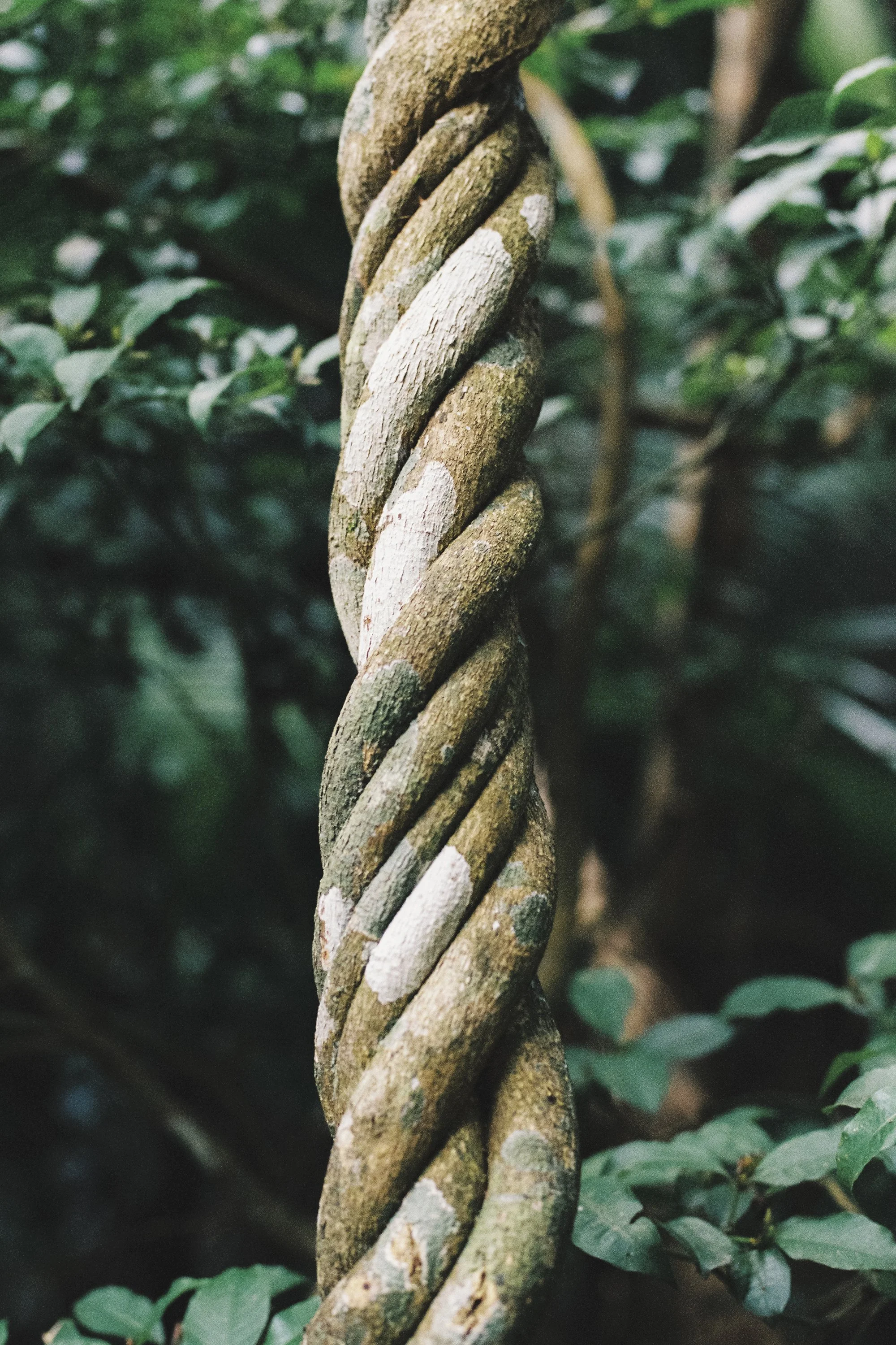 paulavguisande_flora_8.jpg