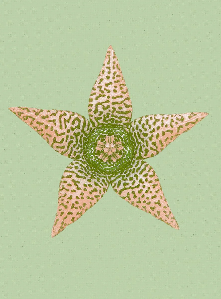 bienvenue-studios_small-print-collection_ephemeral-blooming_1.jpg
