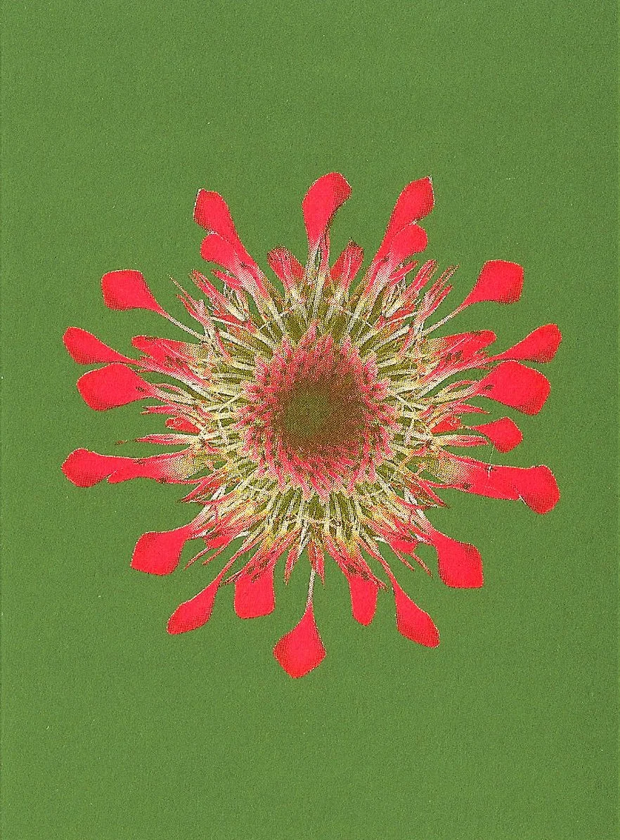 bienvenue-studios_small-print-collection_fire-flowers_3.jpg