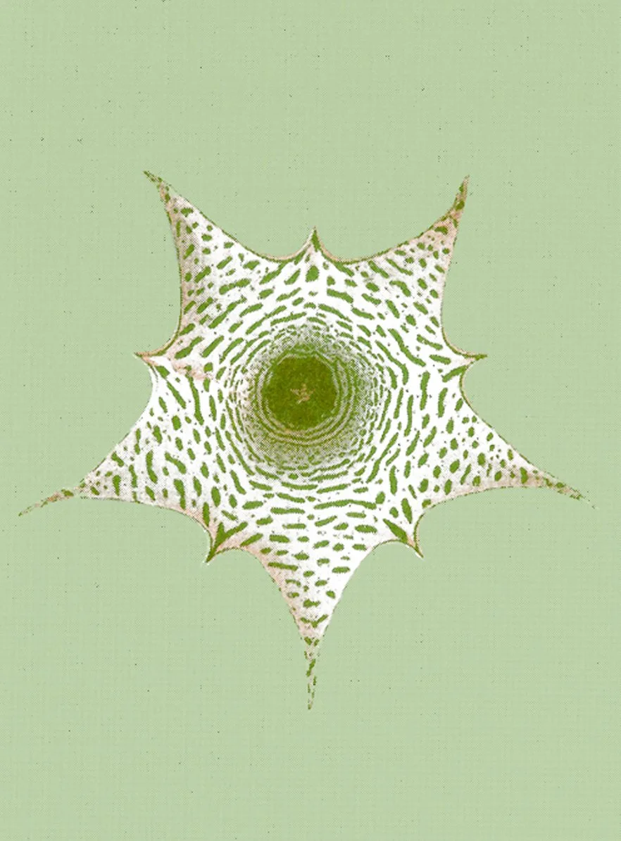 bienvenue-studios_small-print-collection_ephemeral-blooming_2.jpg