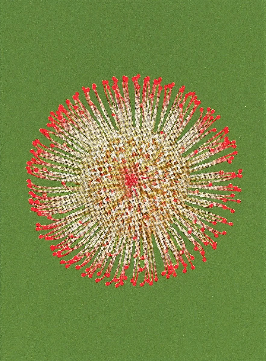 bienvenue-studios_small-print-collection_fire-flowers_4.jpg