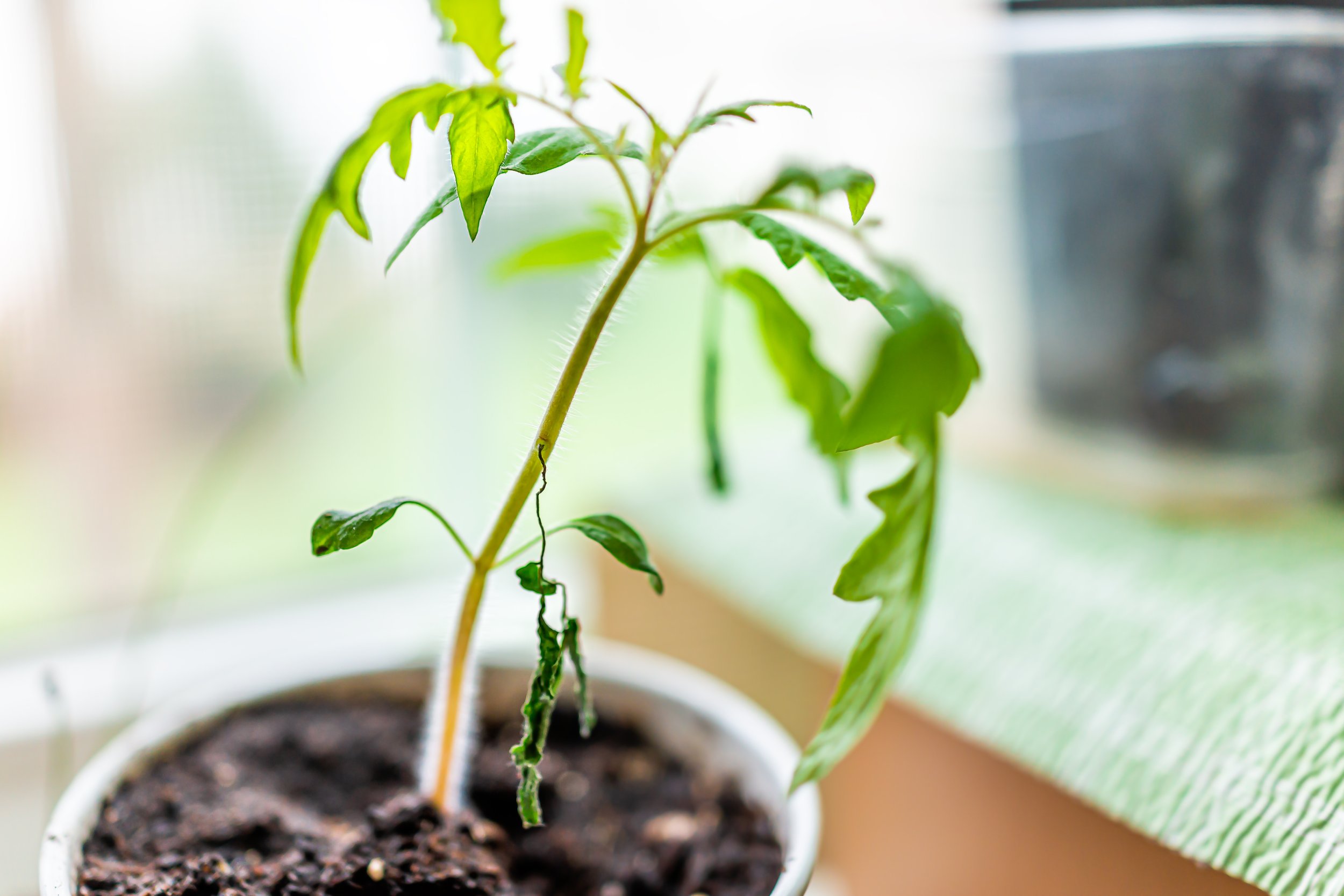 We don’t stand over a plant and tell it to try harder.