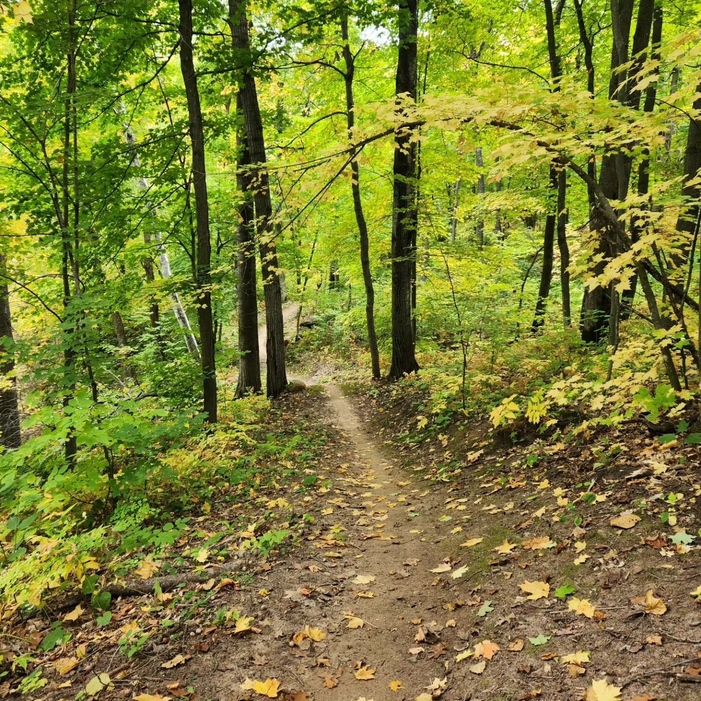 I finally visited Cayuna, MN, to sample the trails a few weeks ago: fun, flowy trails for the whole family and beautiful scenery! It's pretty remarkable what they have built with minimal elevation gain and how the trails have resurrected the surround