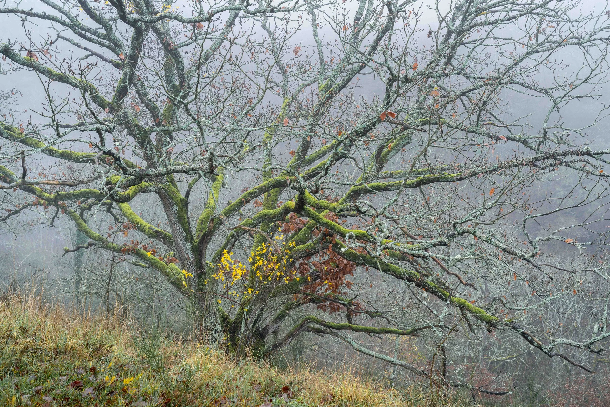 Bornischer Tree in Mist 2.jpg