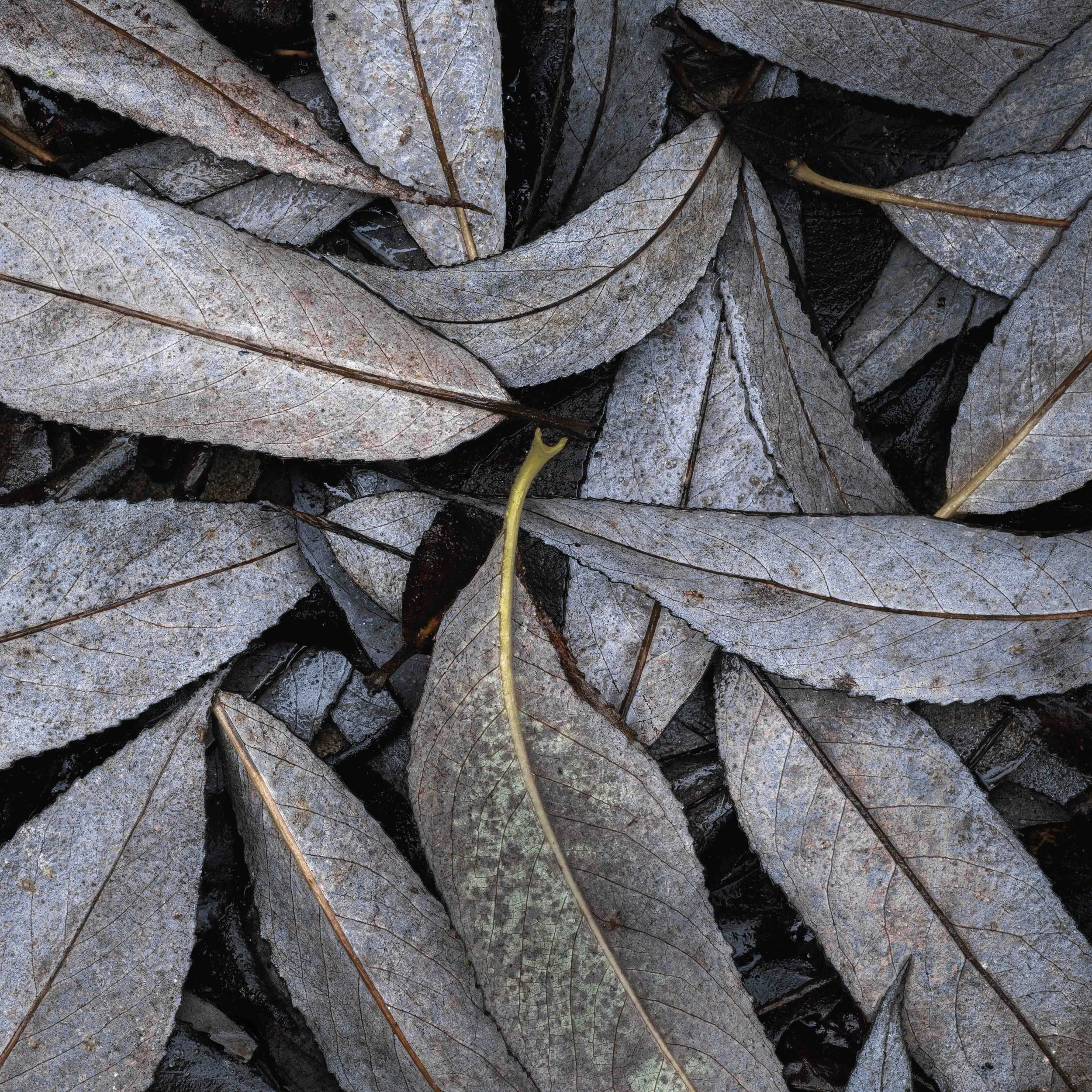 Bingen Willow Leeaves.jpg
