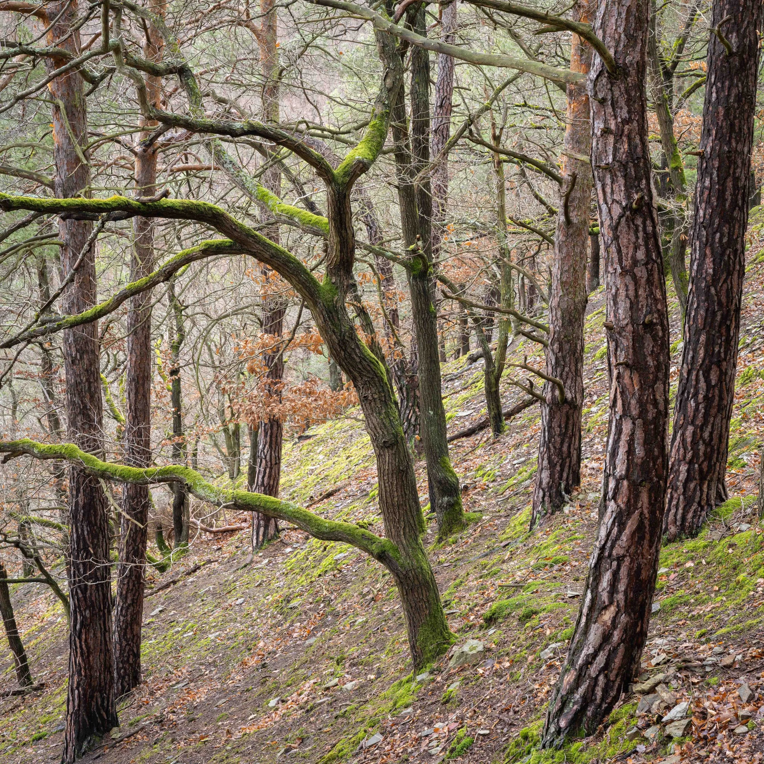 Wellmicher Bachtal.jpg