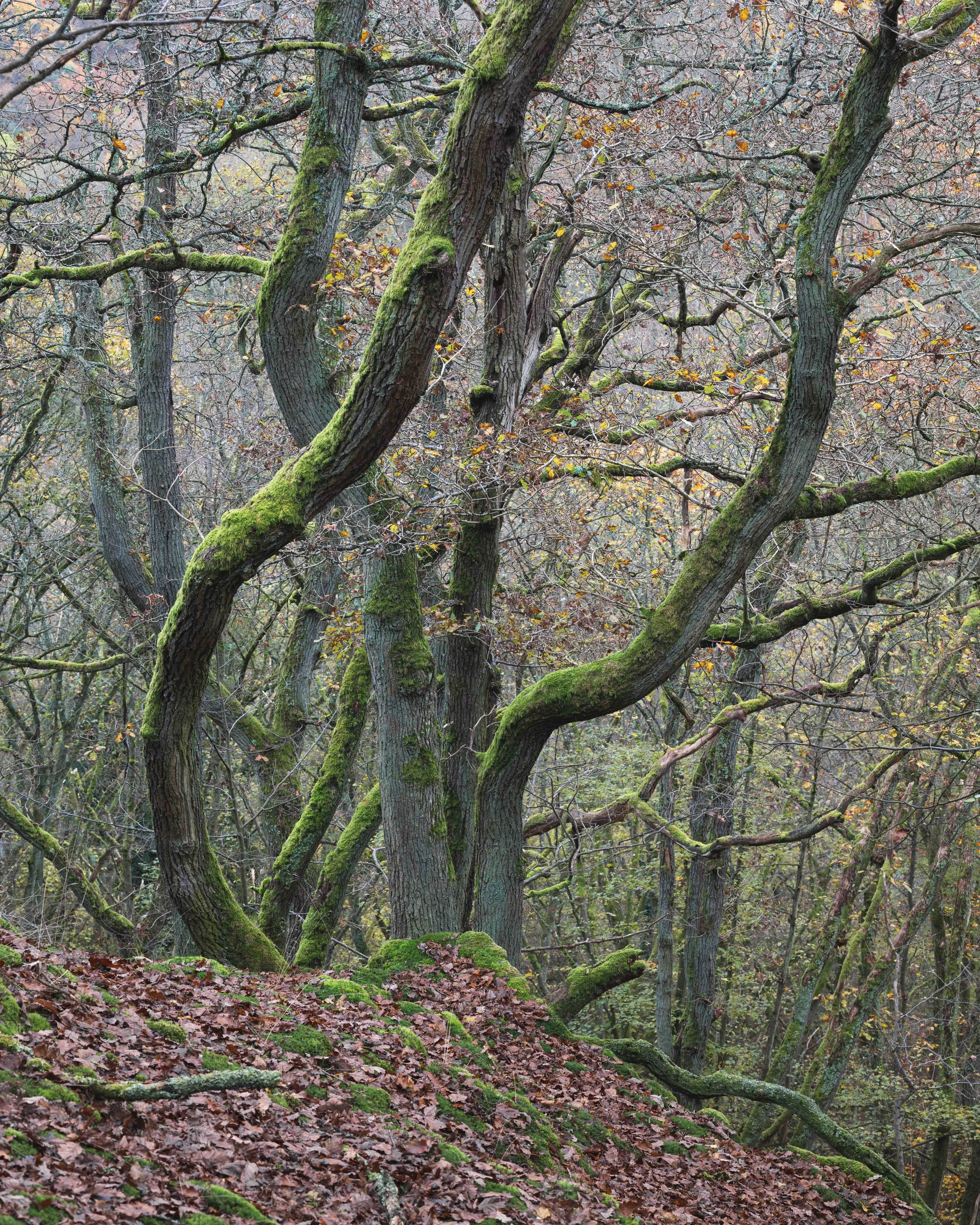 Kauber Platte Trees.jpg