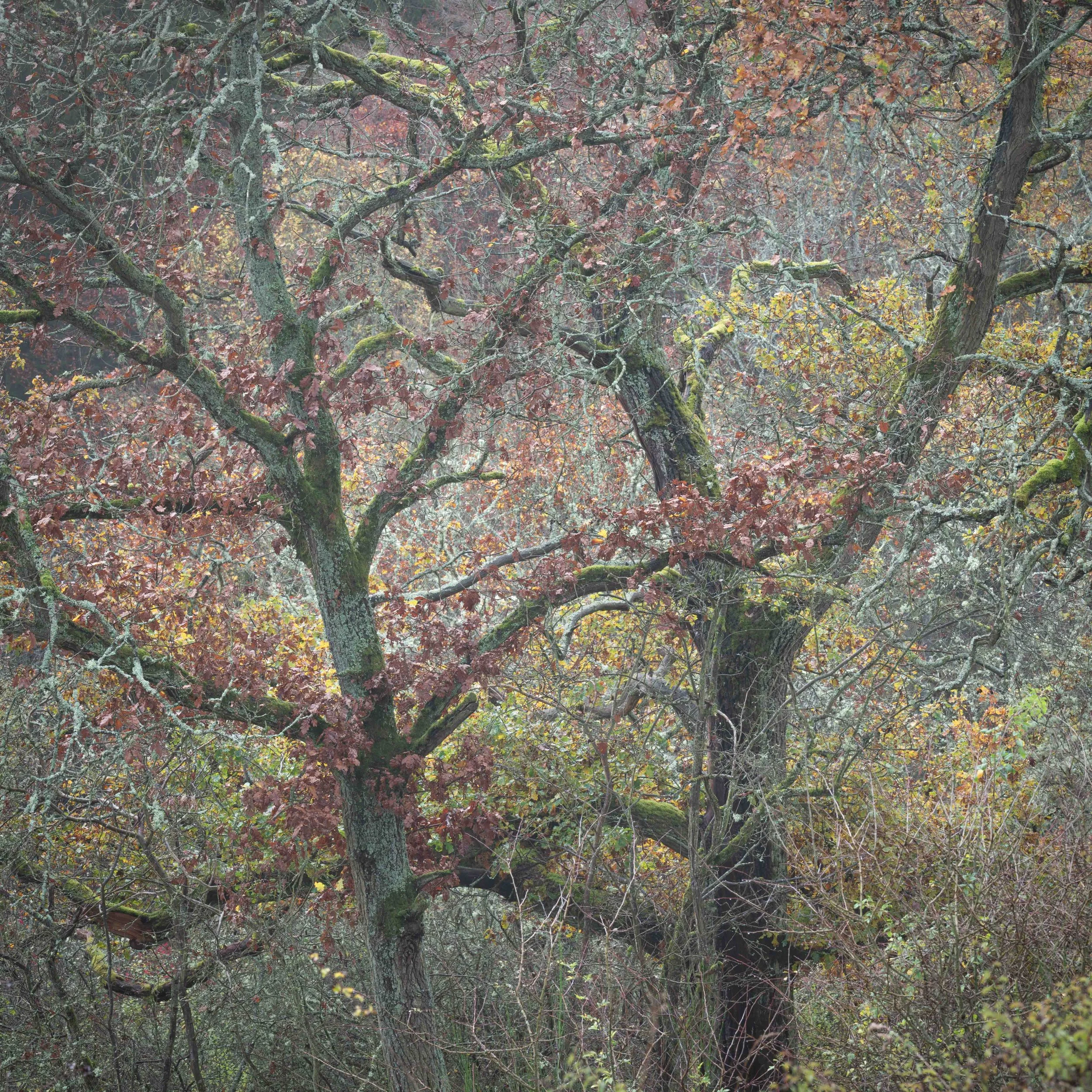 Bornisch Branches 2.jpg