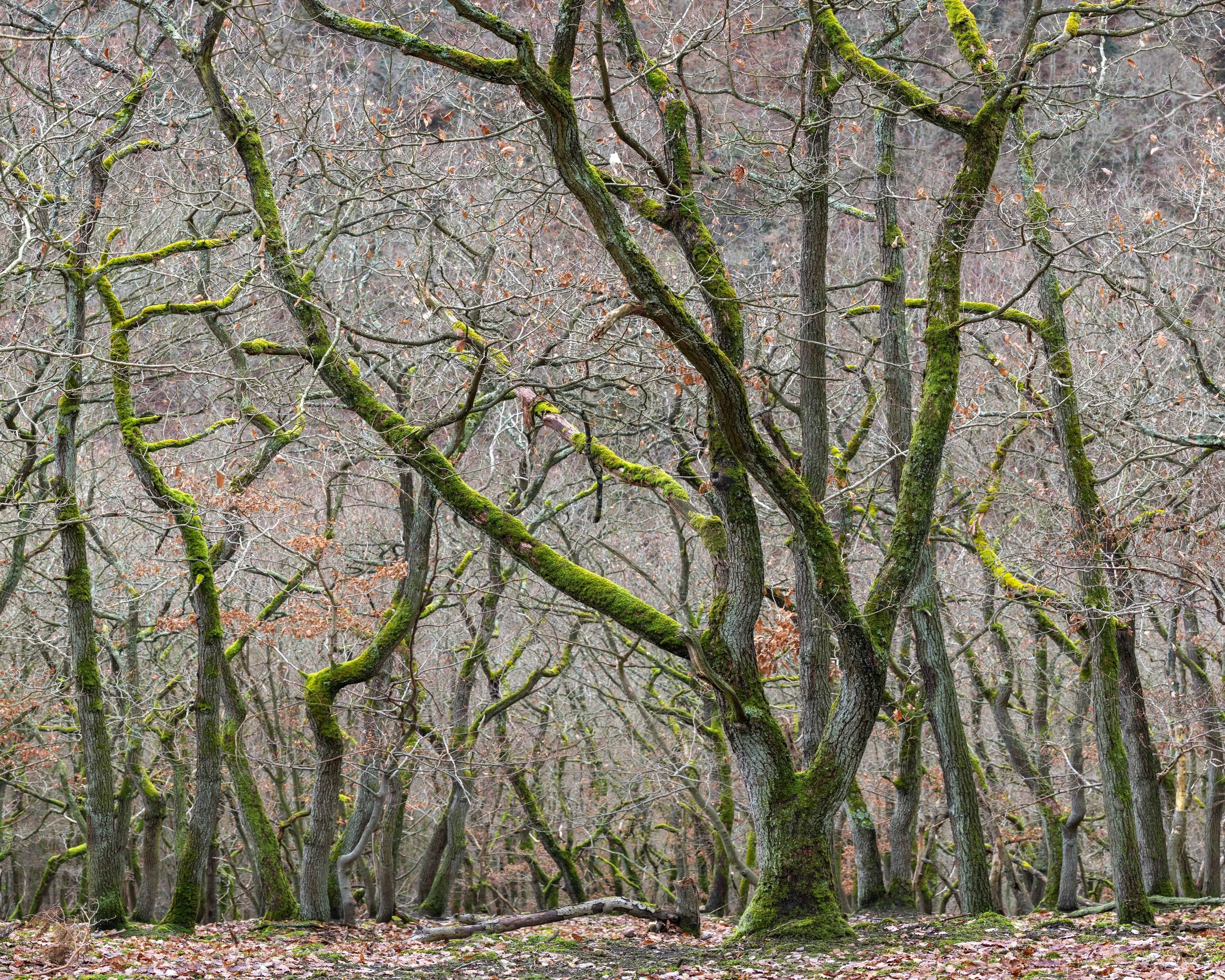 Wellmicher Bach Arrangement.jpg