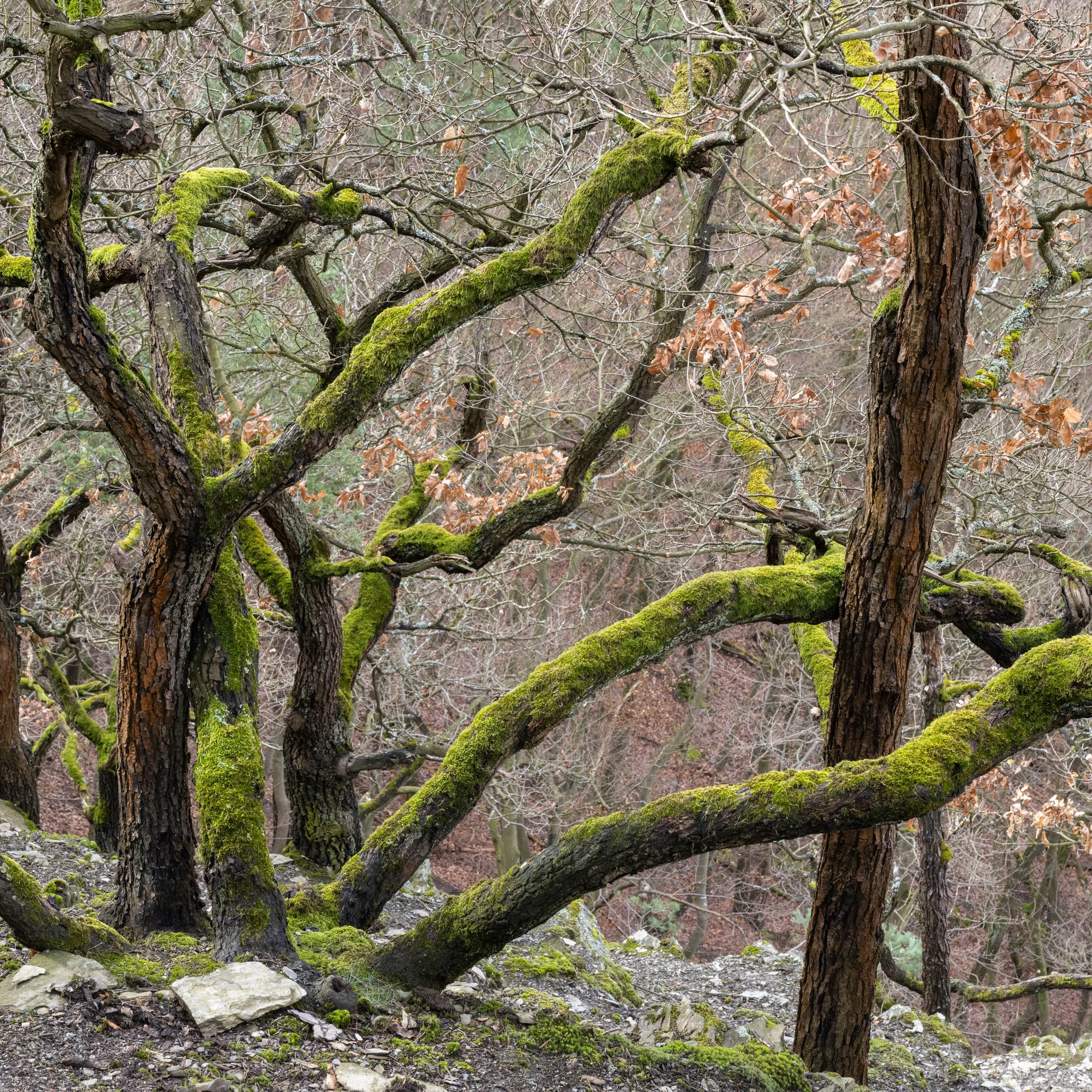 Ancient Woodland III.jpg