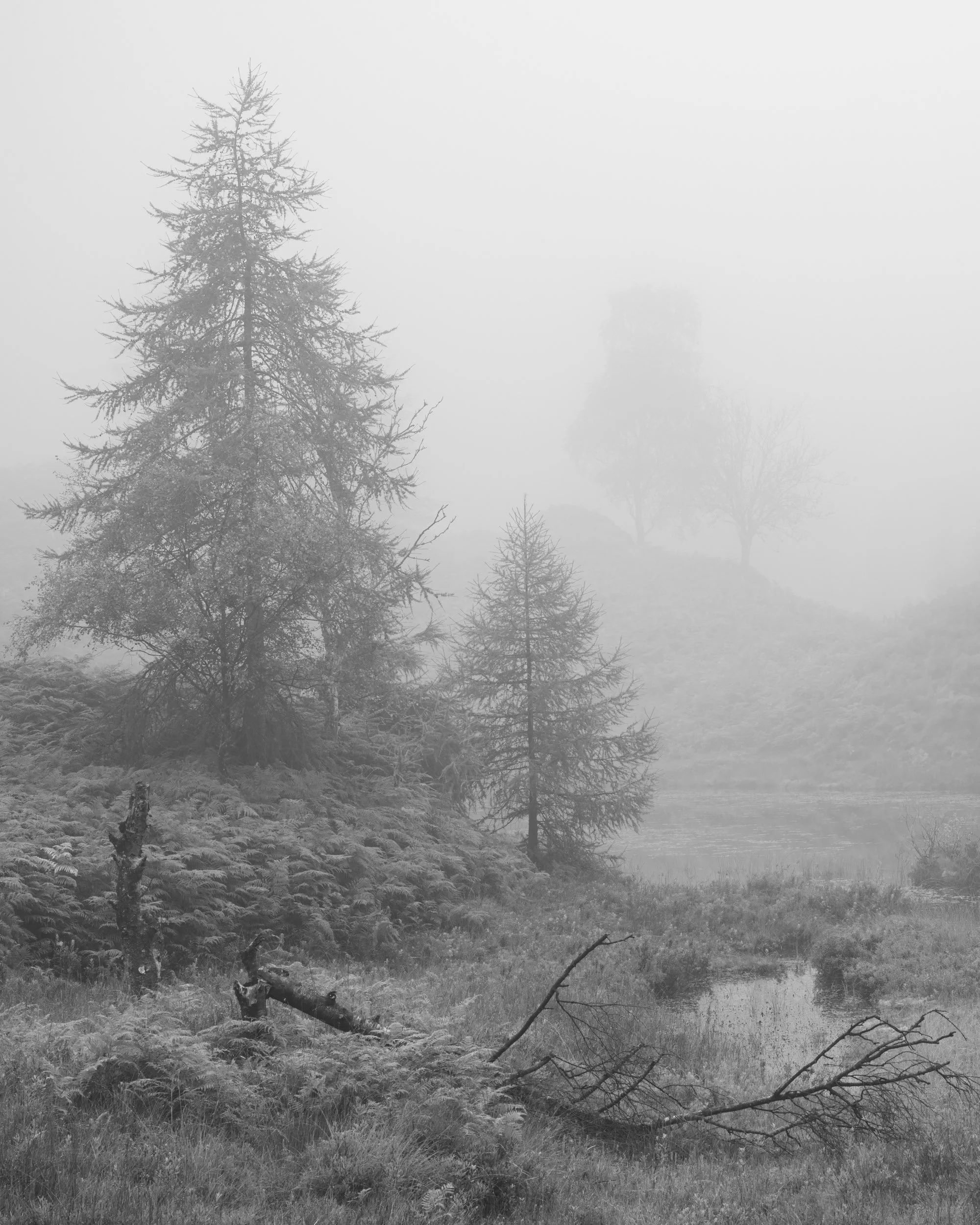 Ghosts in the Mist
