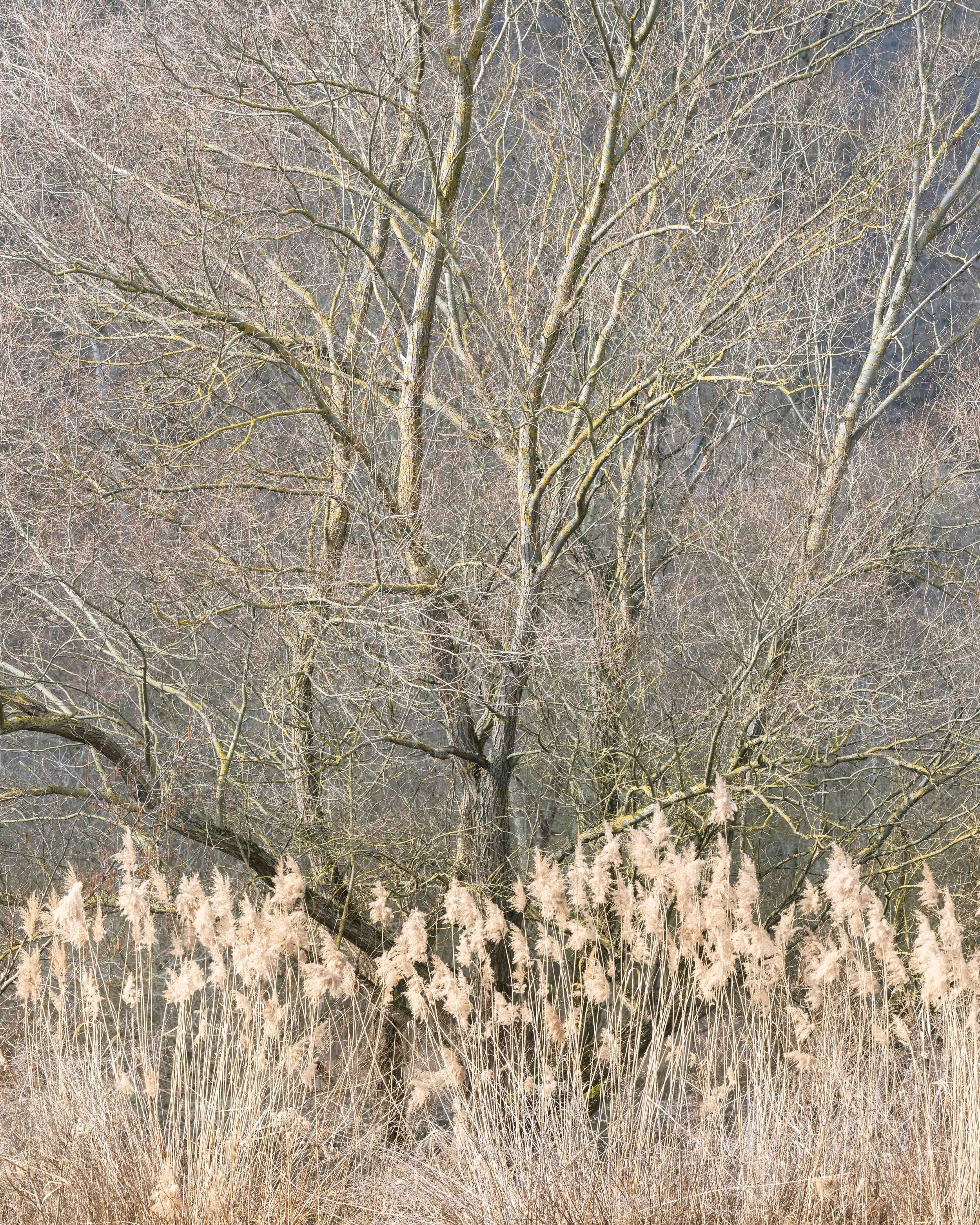 Bingen Loch Reeds.jpg
