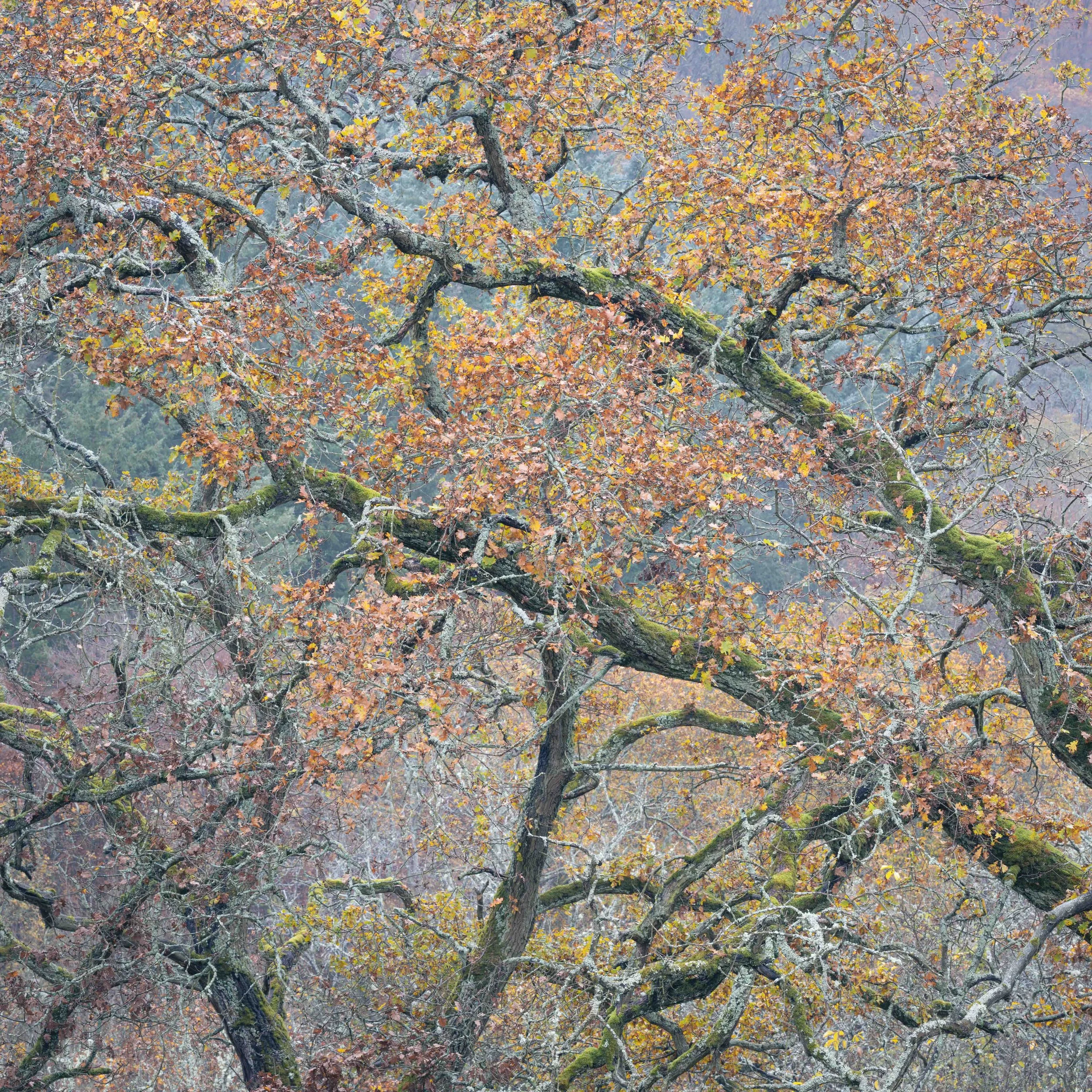 Bornisch Branches.jpg