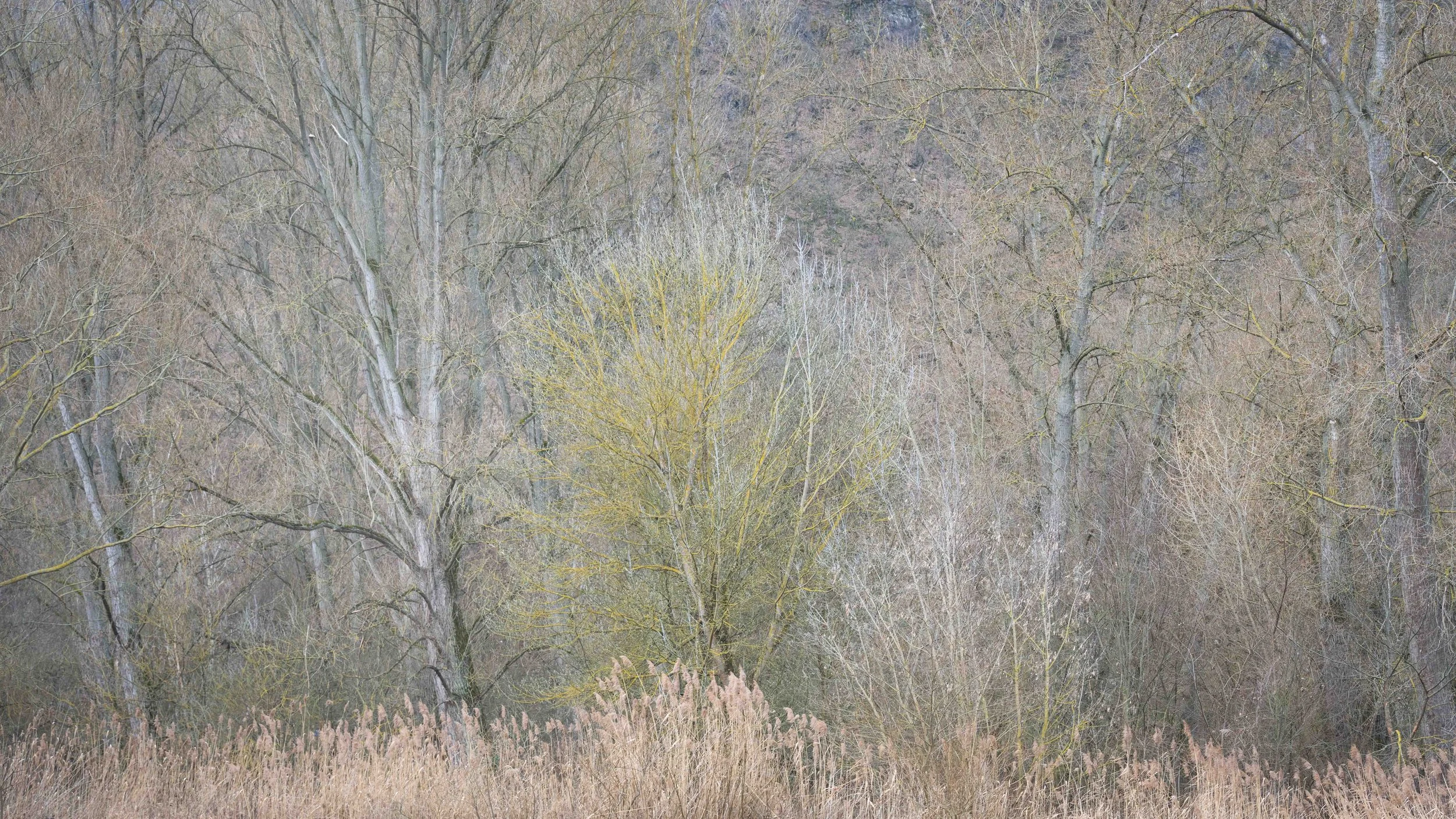 Bingen Loch Trees.jpg