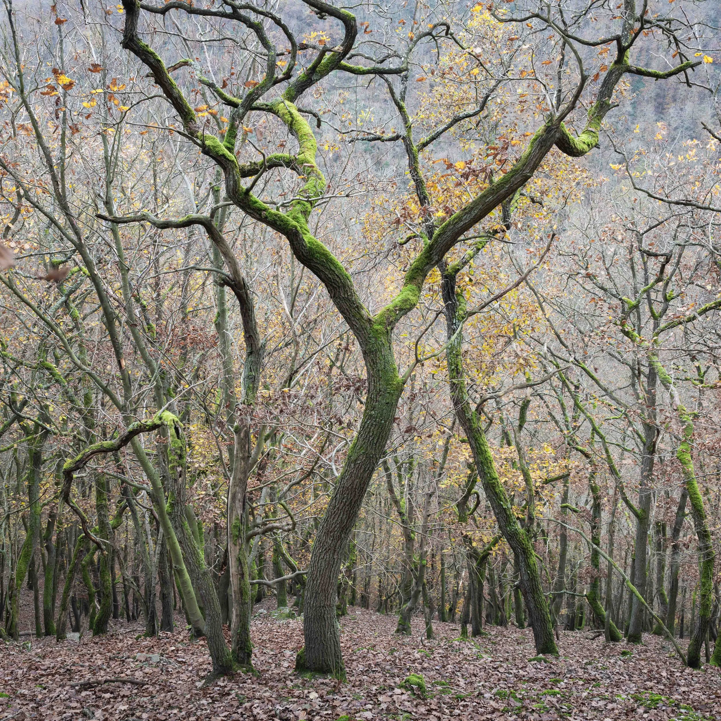 Weyer Dancing Queen.jpg