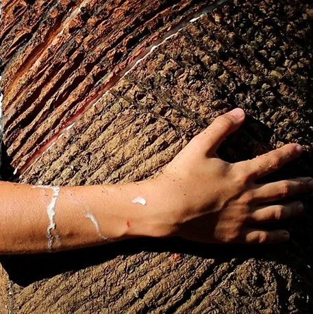 ‘Forest: Ancestry and Dystopia’ is homage to the Amazon
