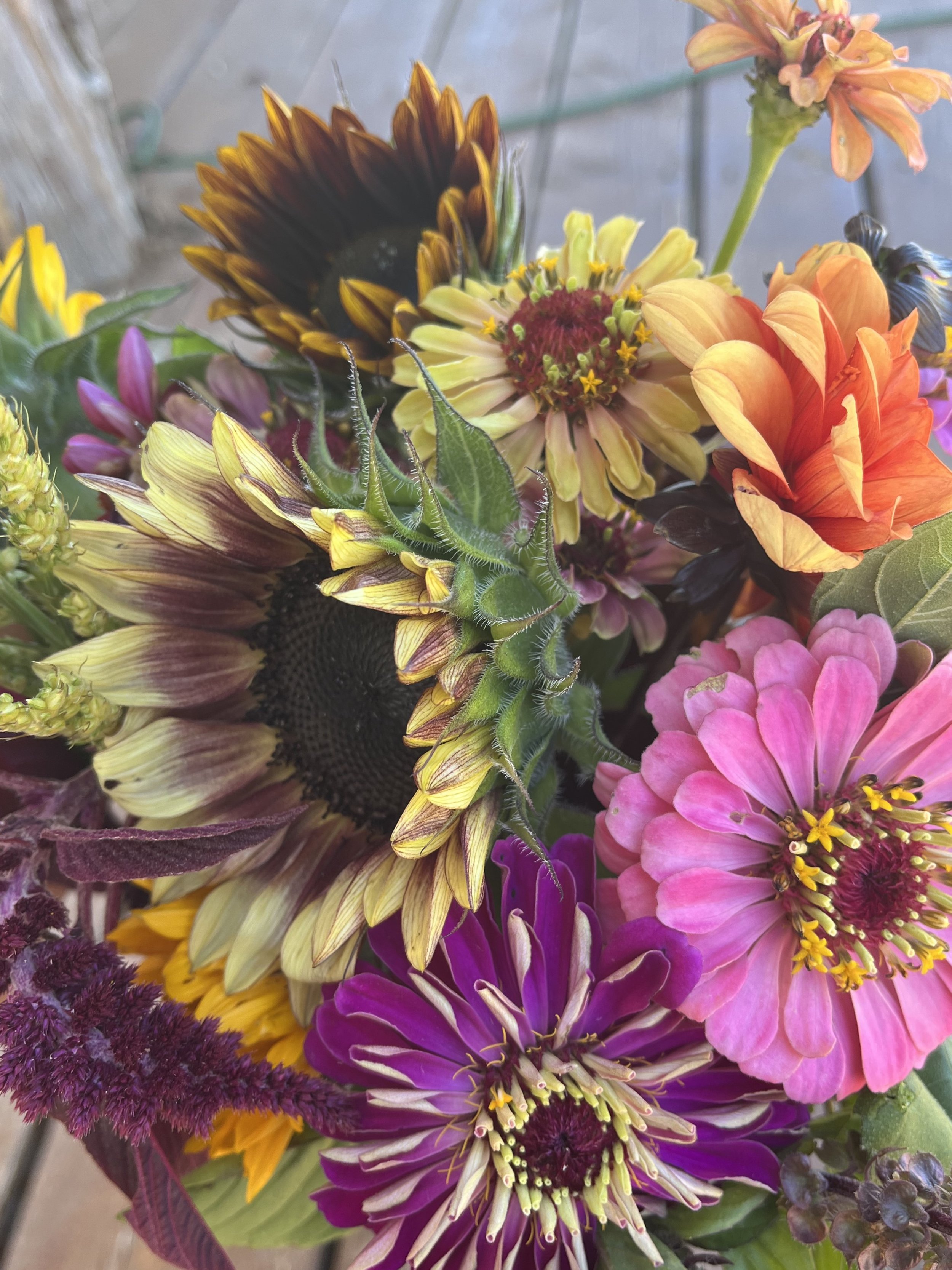 Fall Subscription
