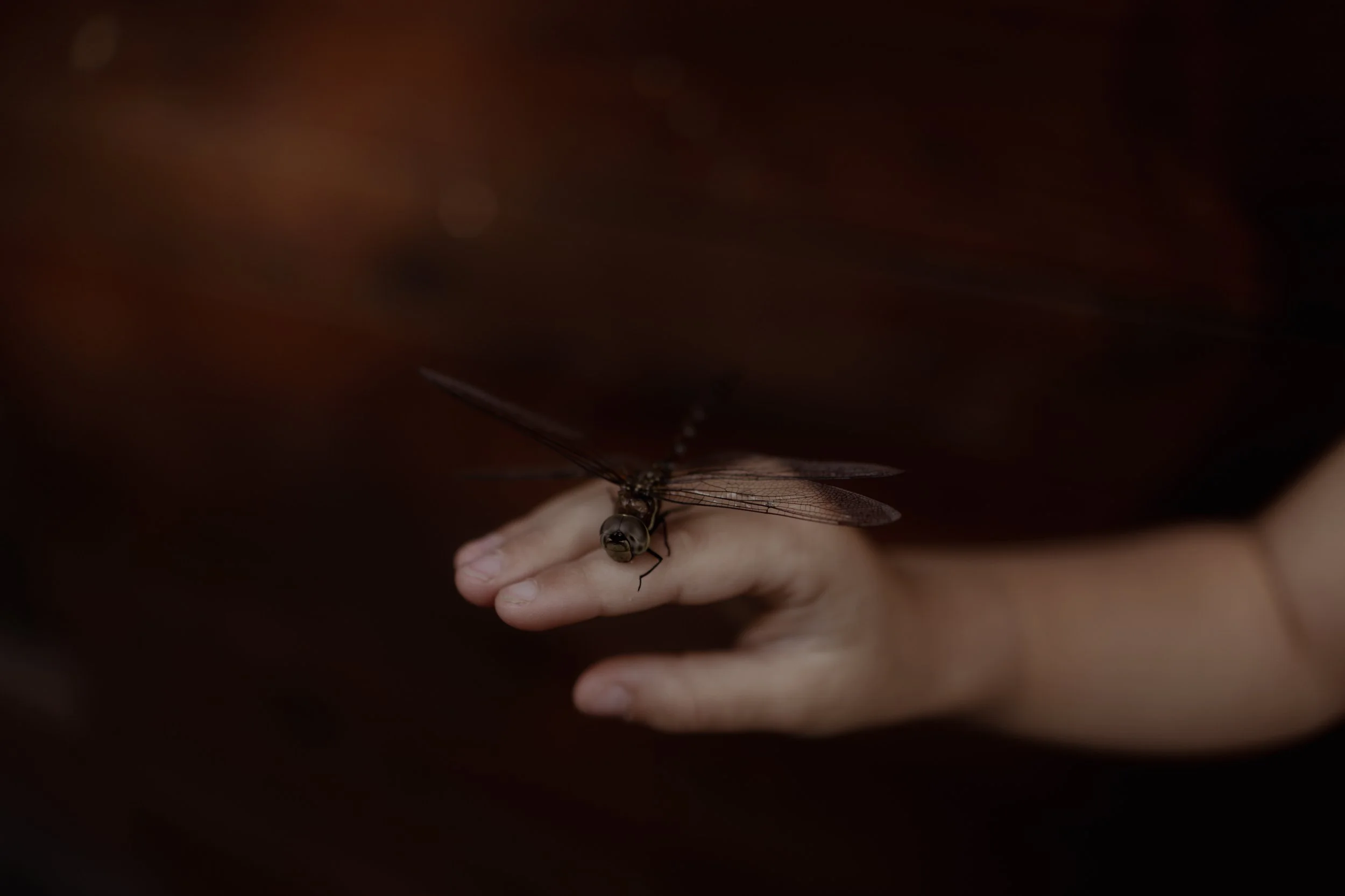 Nahaufnahme einer Hand, auf der ein großer, transparenter Fliegenart sitzt, vor einem dunklen, unscharfen Hintergrund.