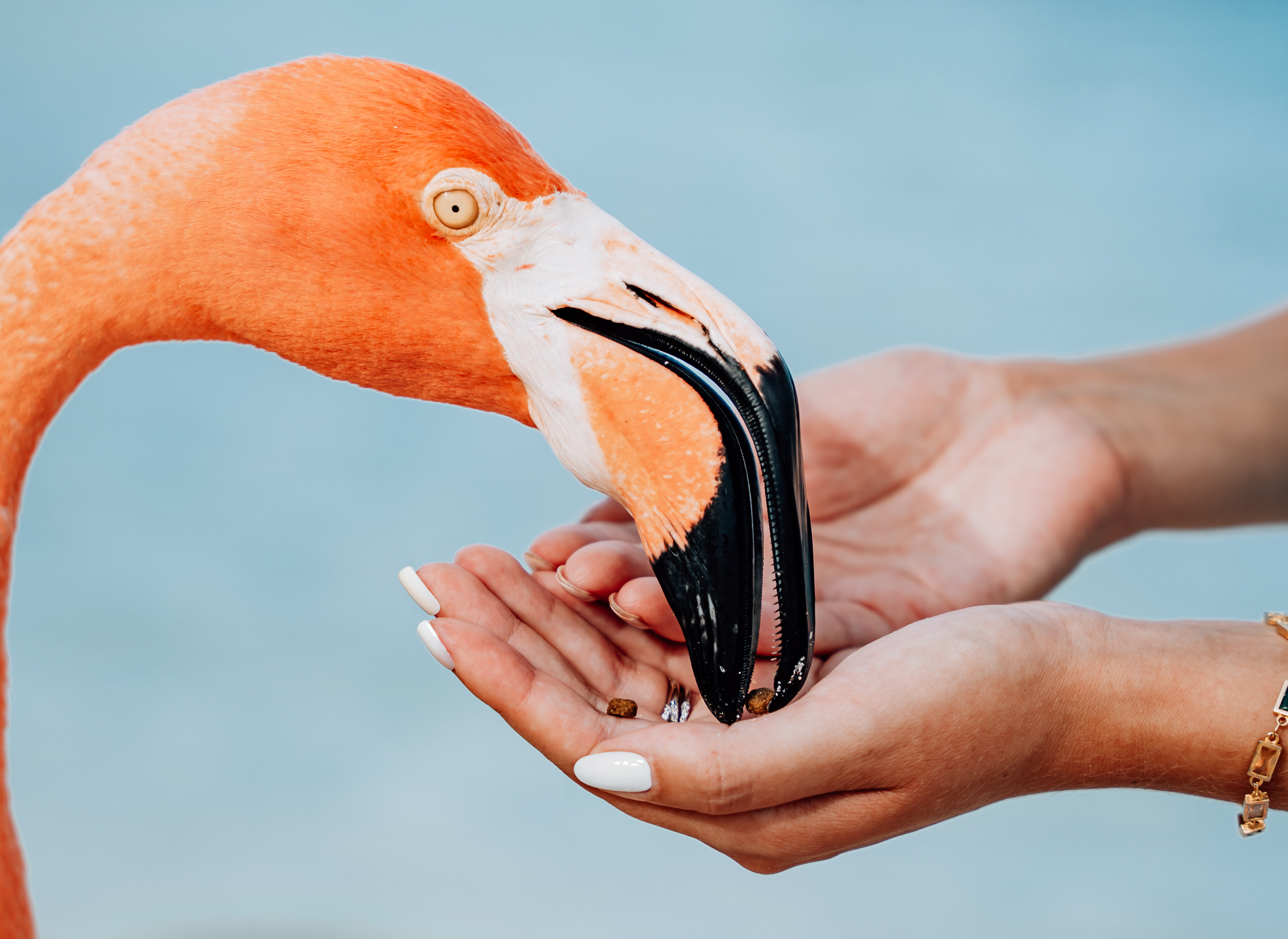 feeding flamingo beach aruba renaissance island