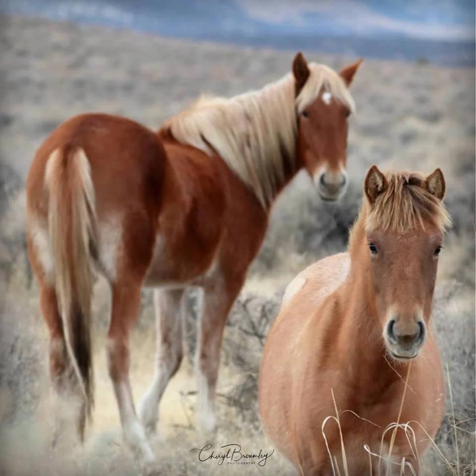 MEREDITH’S EXPERIENCE