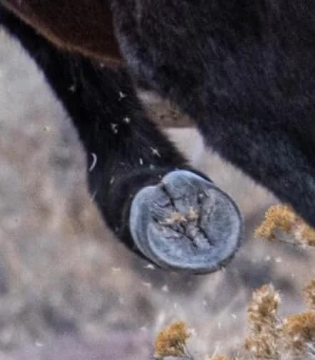 wild hoof.jpg