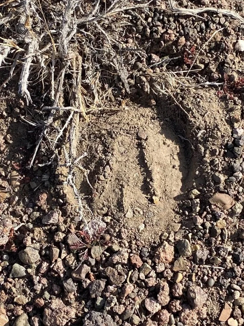 wild+hoof+1.jpg