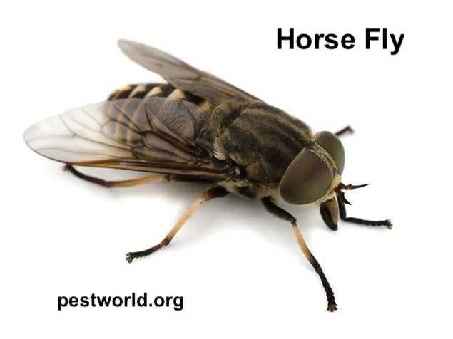 horse fly pestworldorg.jpeg