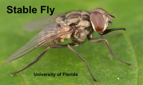 Stable fly U of FL.jpeg