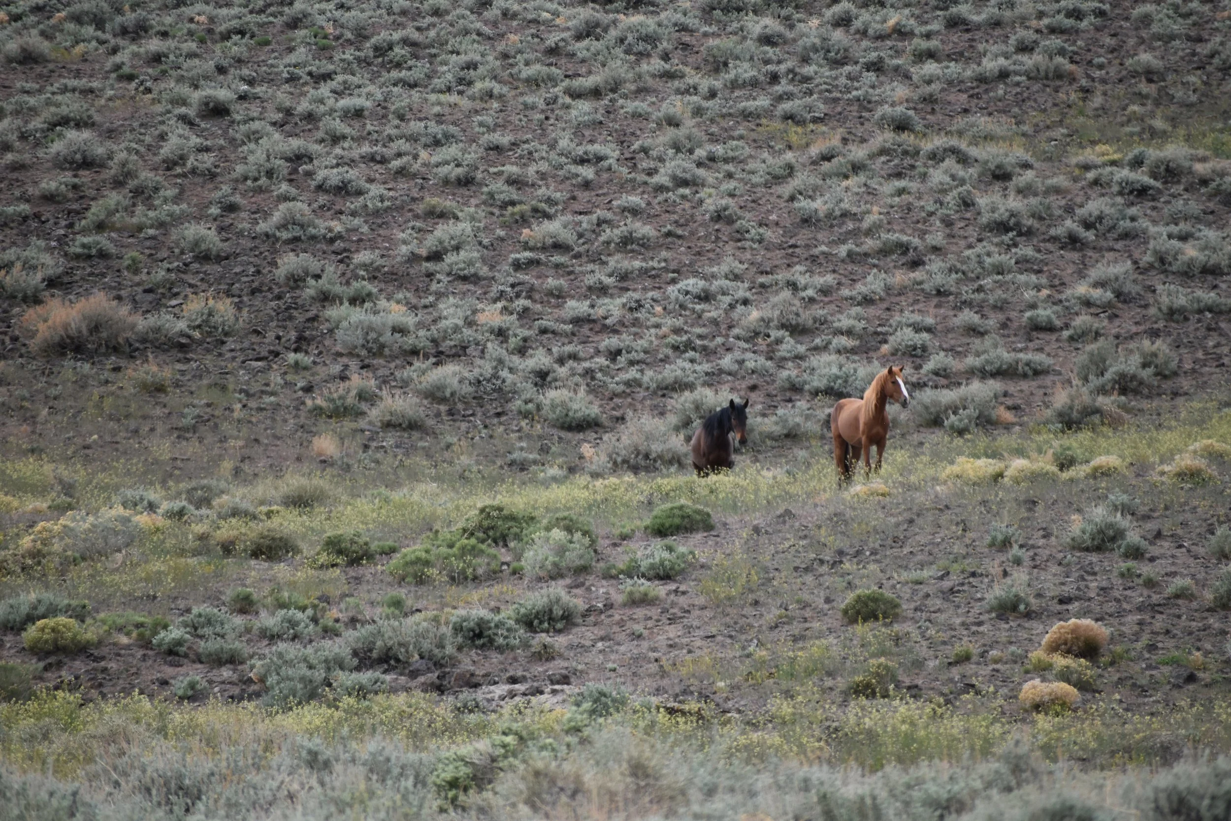 DSC_0036.JPG