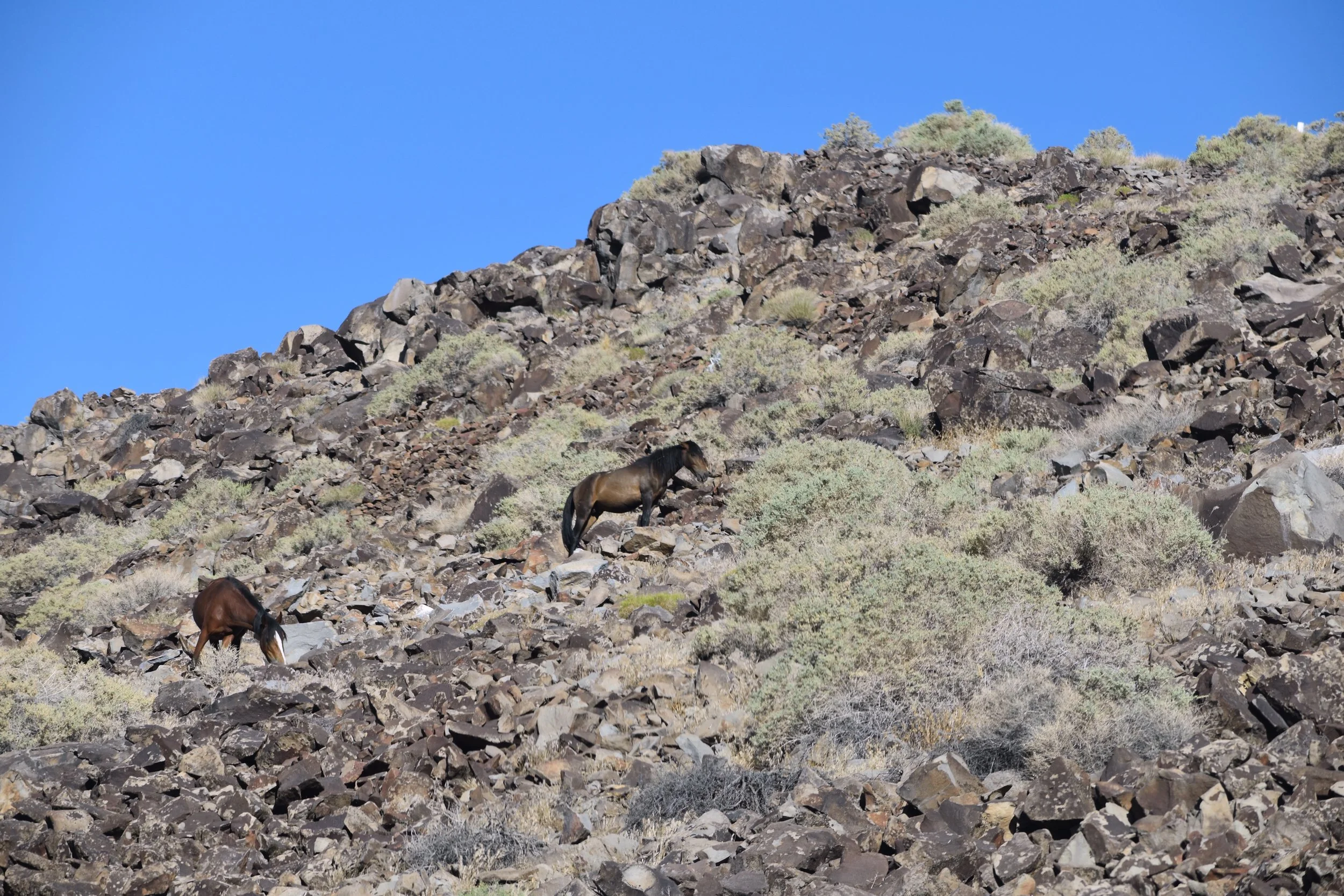 DSC_1014.JPG