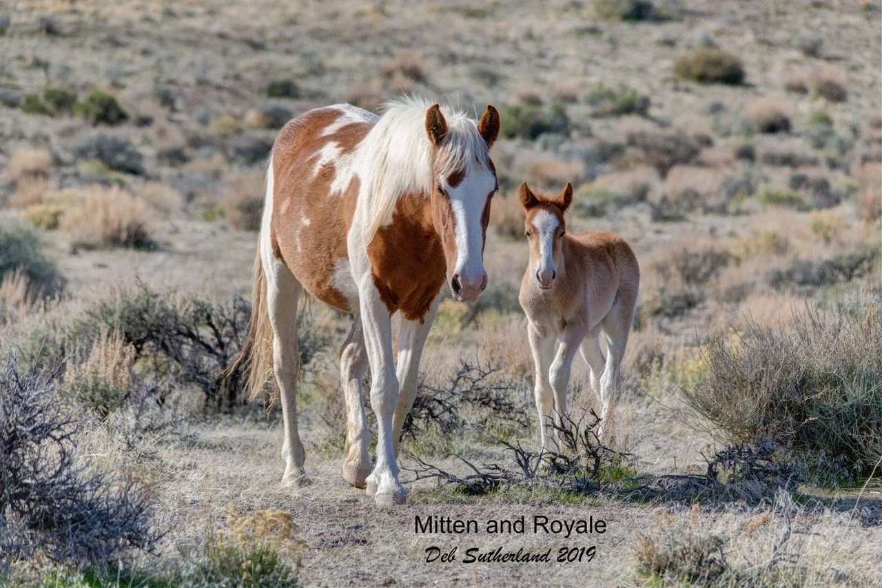 IMG_898_fused Mitten and royale send.jpeg